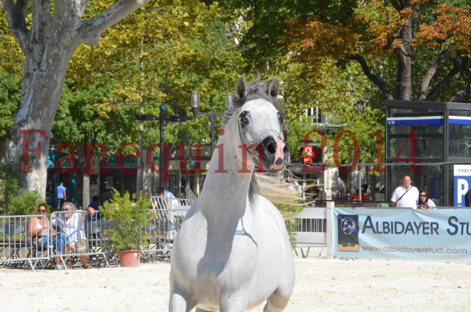 Concours National de Nîmes de chevaux ARABES 2014 - Sélection - SHAOLIN DE NEDJAIA - 51