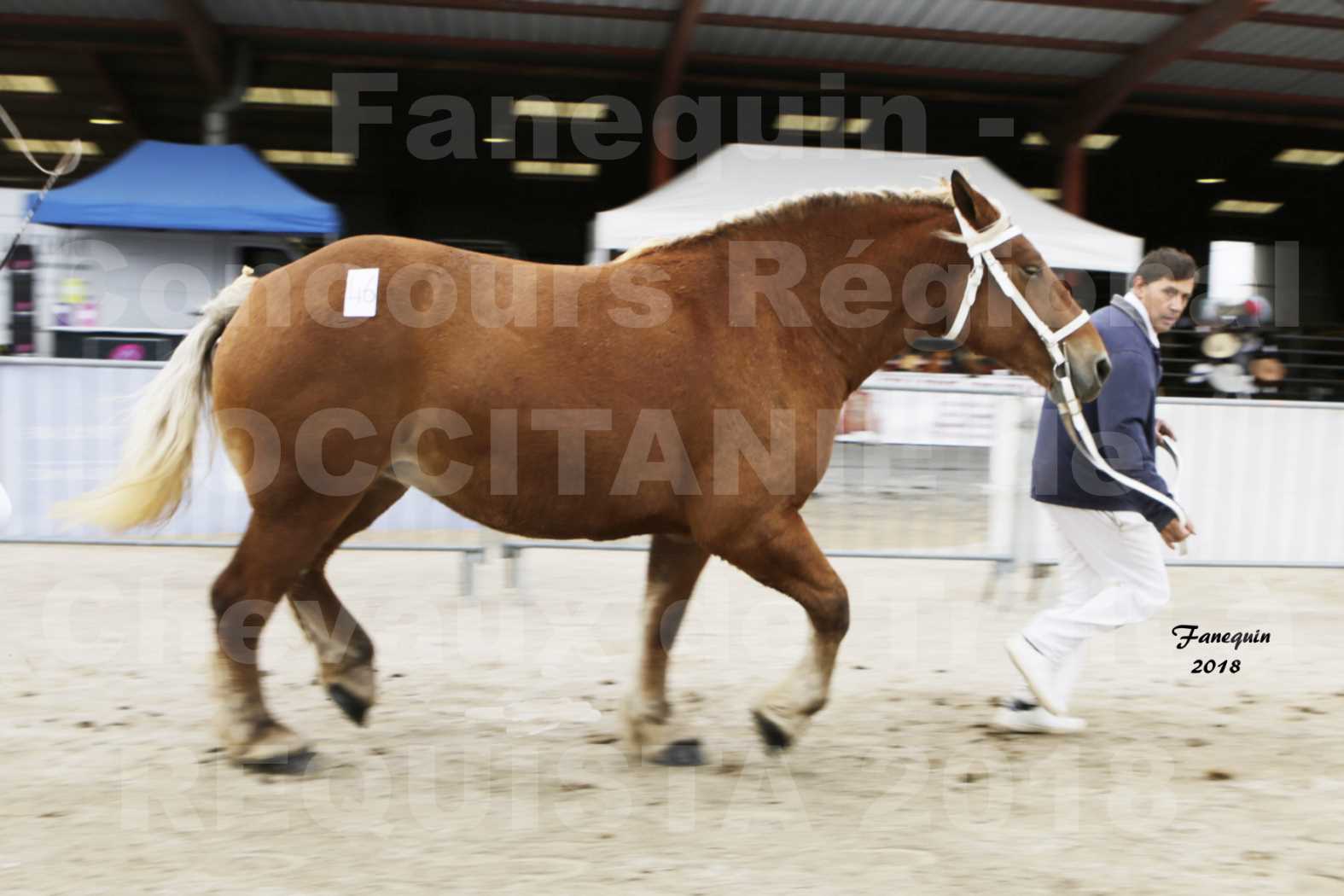 Concours Régional "OCCITANIE" de Chevaux de Traits à REQUISTA en 2018 - FIDJY DE GRILLOLES - 5