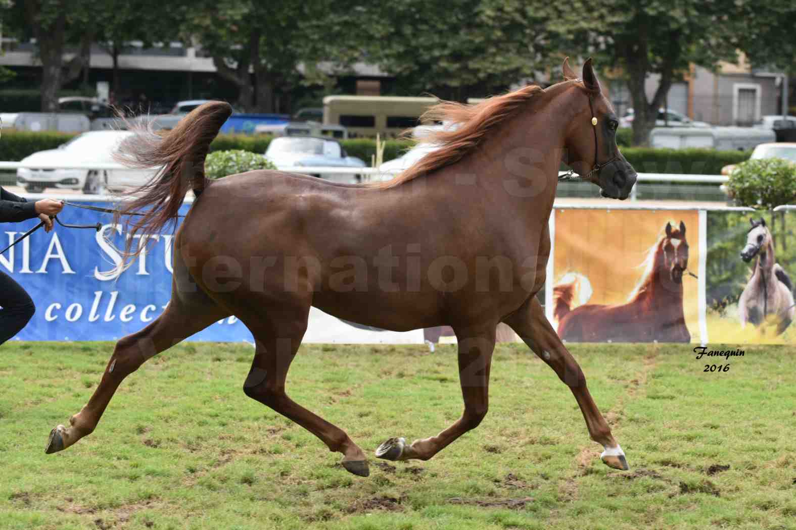 International Arabian Horse Show B de VICHY 2016 - PEARL DE DJOON - Notre Sélection - 37