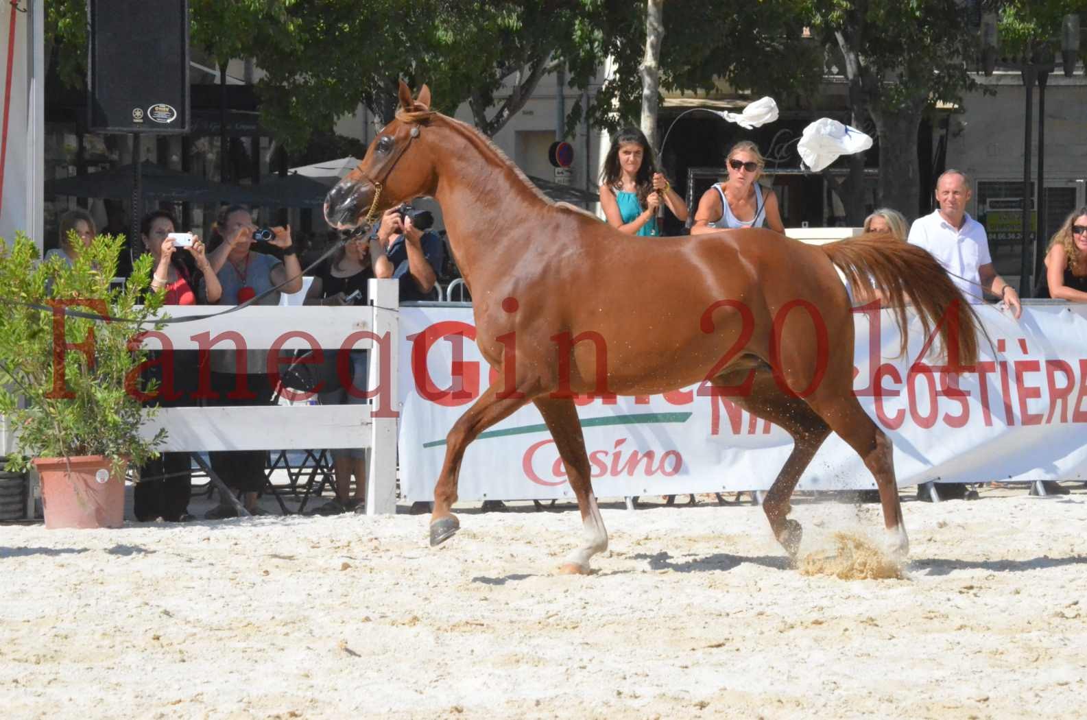 Concours National de Nîmes de chevaux ARABES 2014 - Championnat - MASSAI DE BARREL - 22