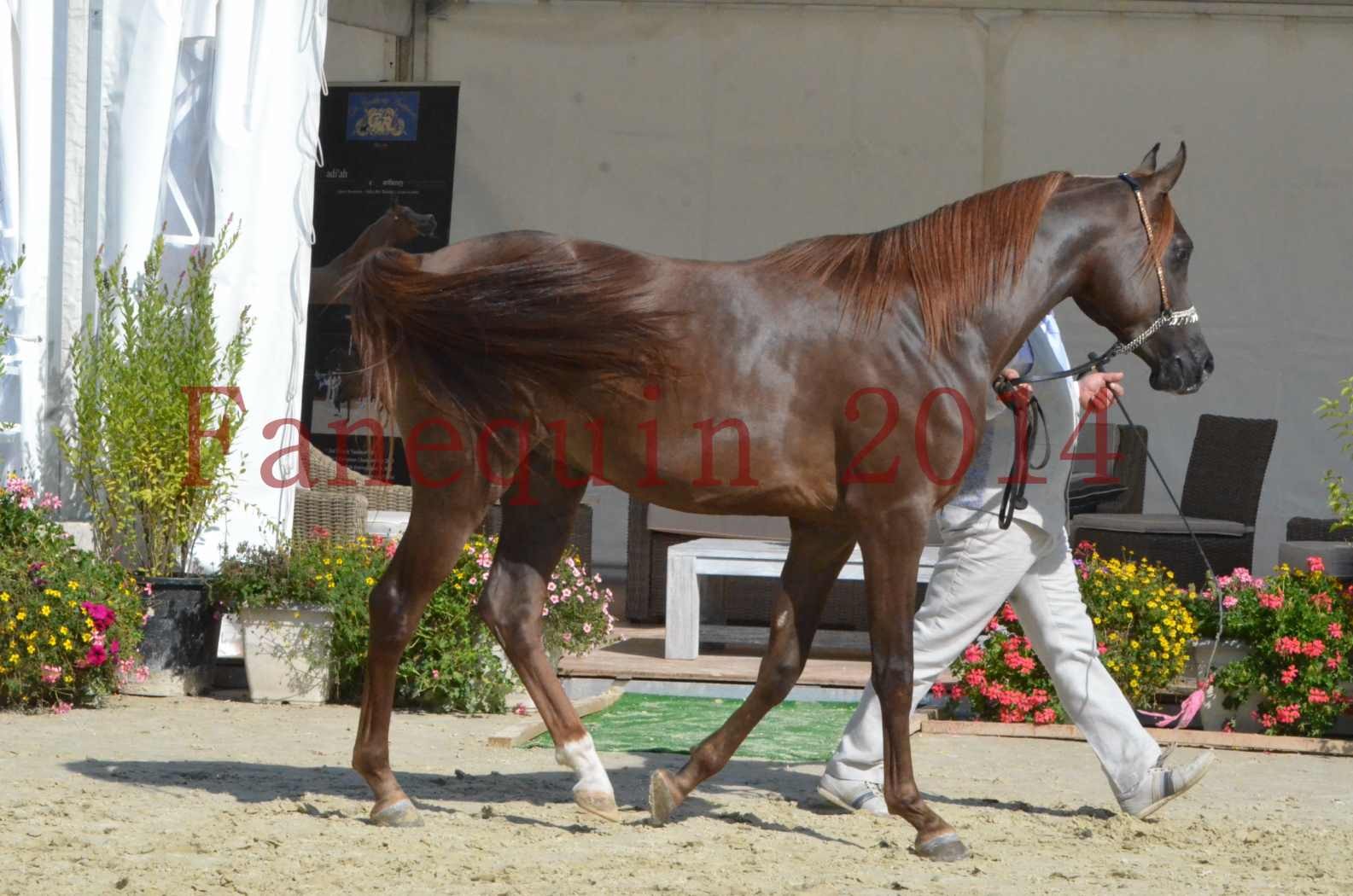 Championnat de FRANCE 2014 - Amateurs - LAMAL - 26