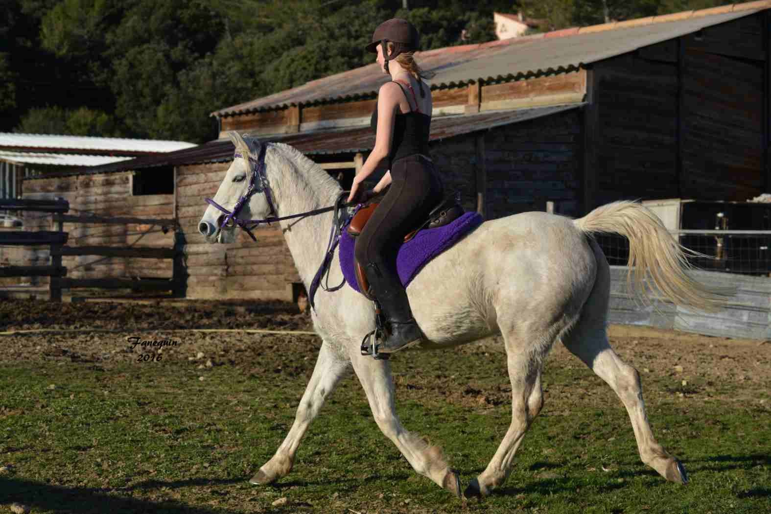 Elevage EL MAGLEP - BALKIS DU CAUSSE - Monté - 29