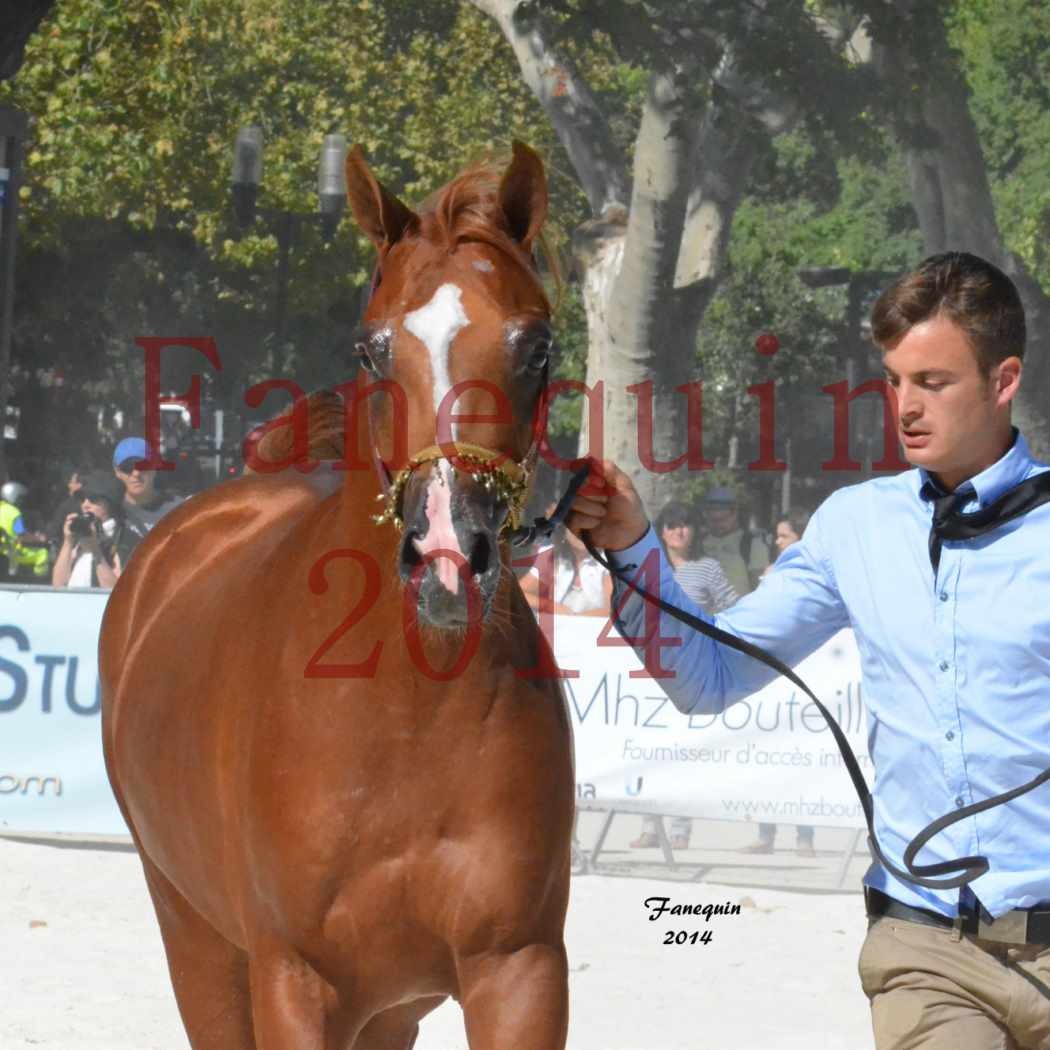 Concours National de Nîmes de chevaux ARABES 2014 - Notre Sélection - Portraits -  DZHARI NUNKI - 3