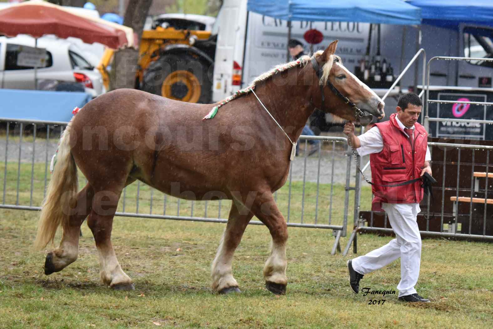 Concours Régional de chevaux de traits en 2017 - Trait ARDENNAIS - FLEUR D'ARIES - 02