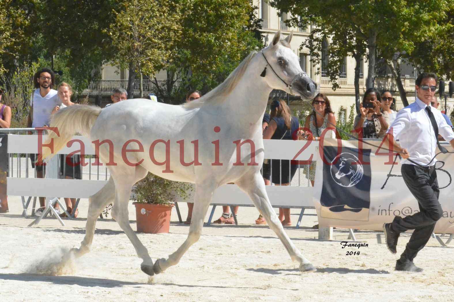 Concours National de Nîmes de chevaux ARABES 2014 - ENVY ETERNITY - 11