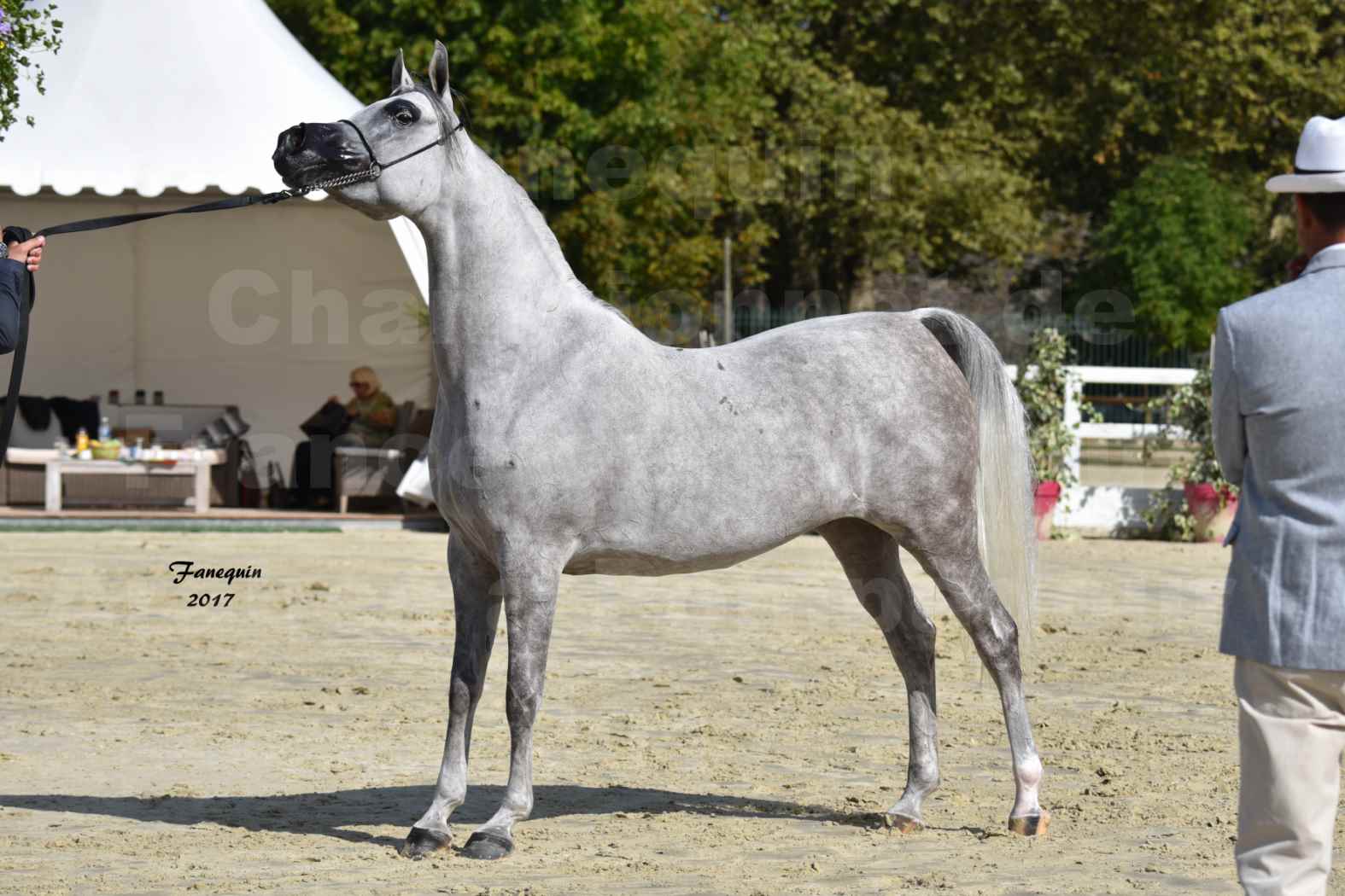 Championnat de France de Chevaux Arabes à Pompadour en 2017 - L'IMPERATRICE EA - 13