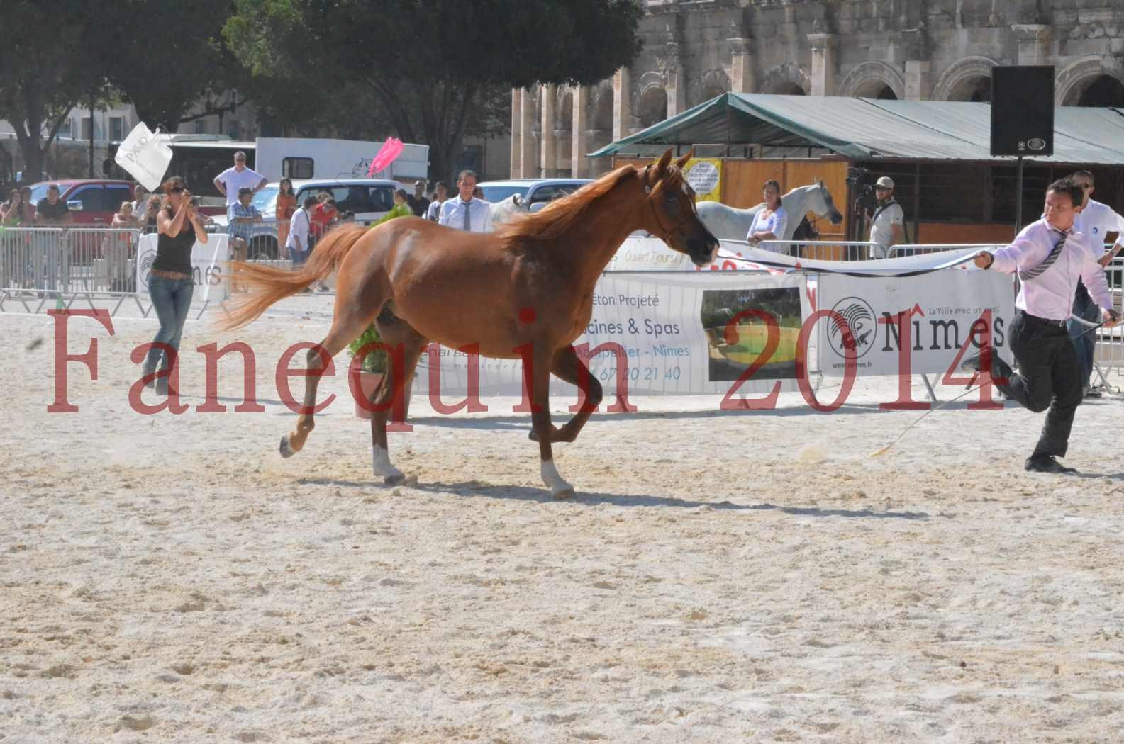 Concours National de Nîmes de chevaux ARABES 2014 - Championnat - MASSAI DE BARREL - 08