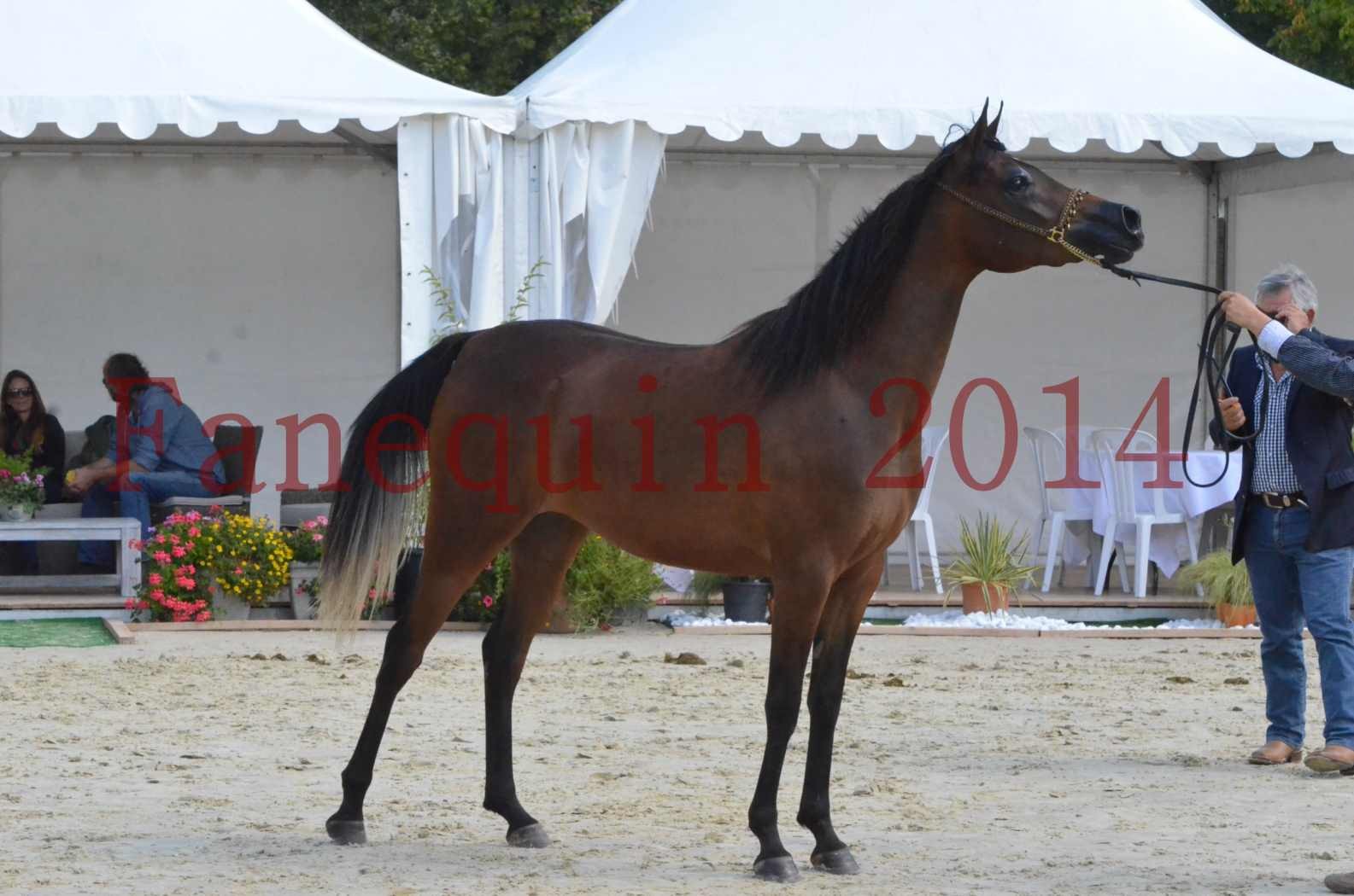 Championnat de FRANCE 2014 - Amateurs - KAL'ELLE D'ELHORIA - 74