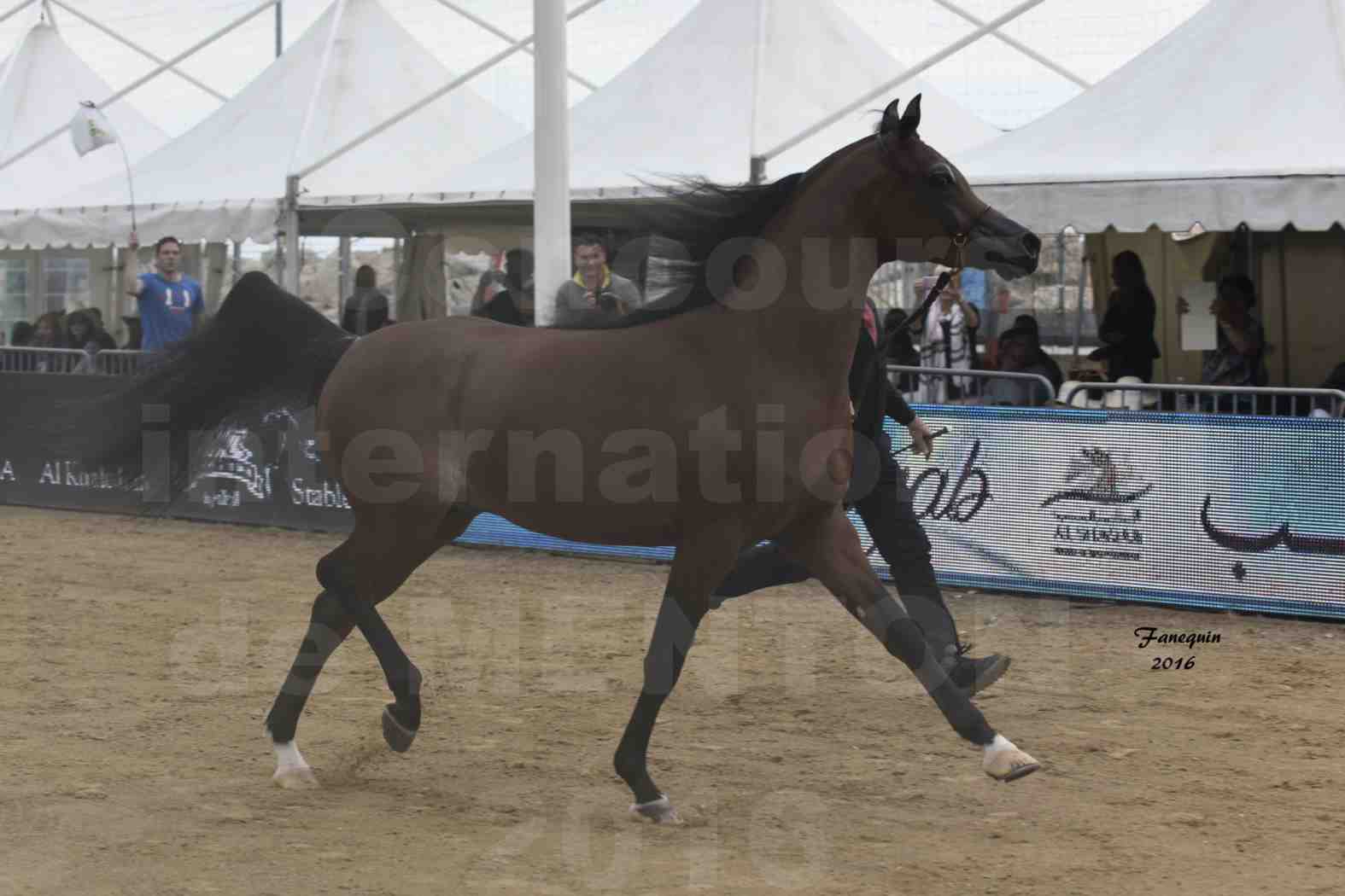 Championnat du pur-sang arabe de la Méditerranée et des pays arabes - MENTON 2016 - GALLARDO J - Notre Sélection - 3