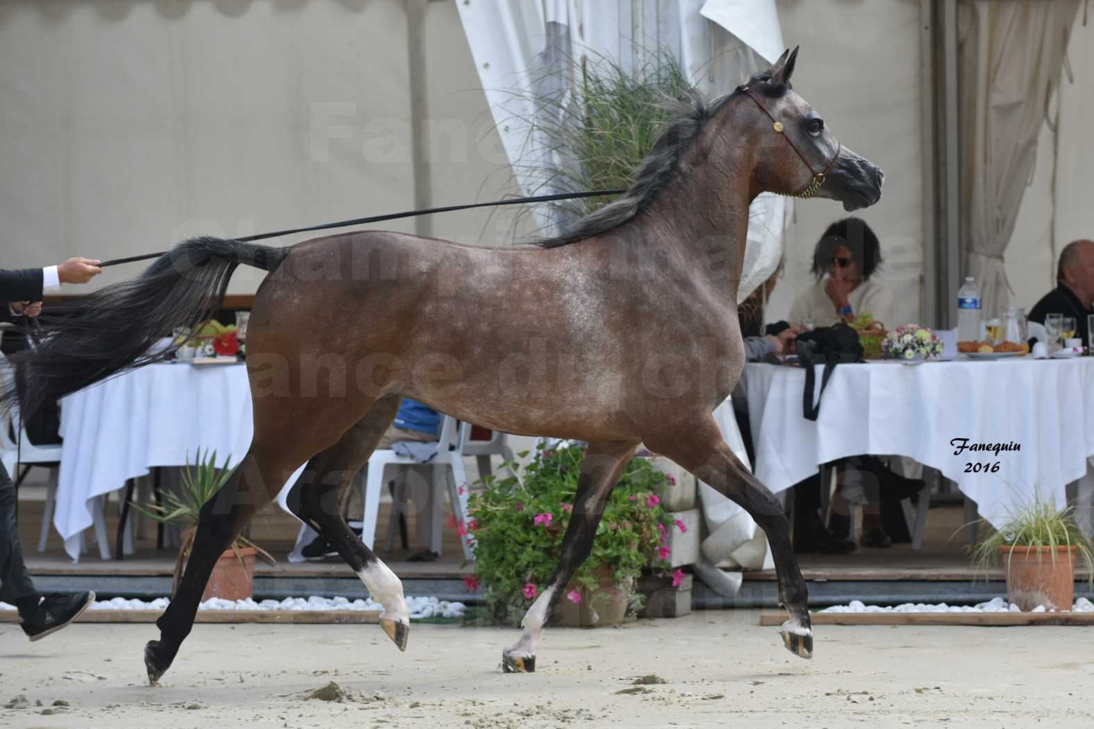 Championnat de France de chevaux Arabes 2016 à Pompadour - AÏNHOA MA PTIT FOLIE - 10