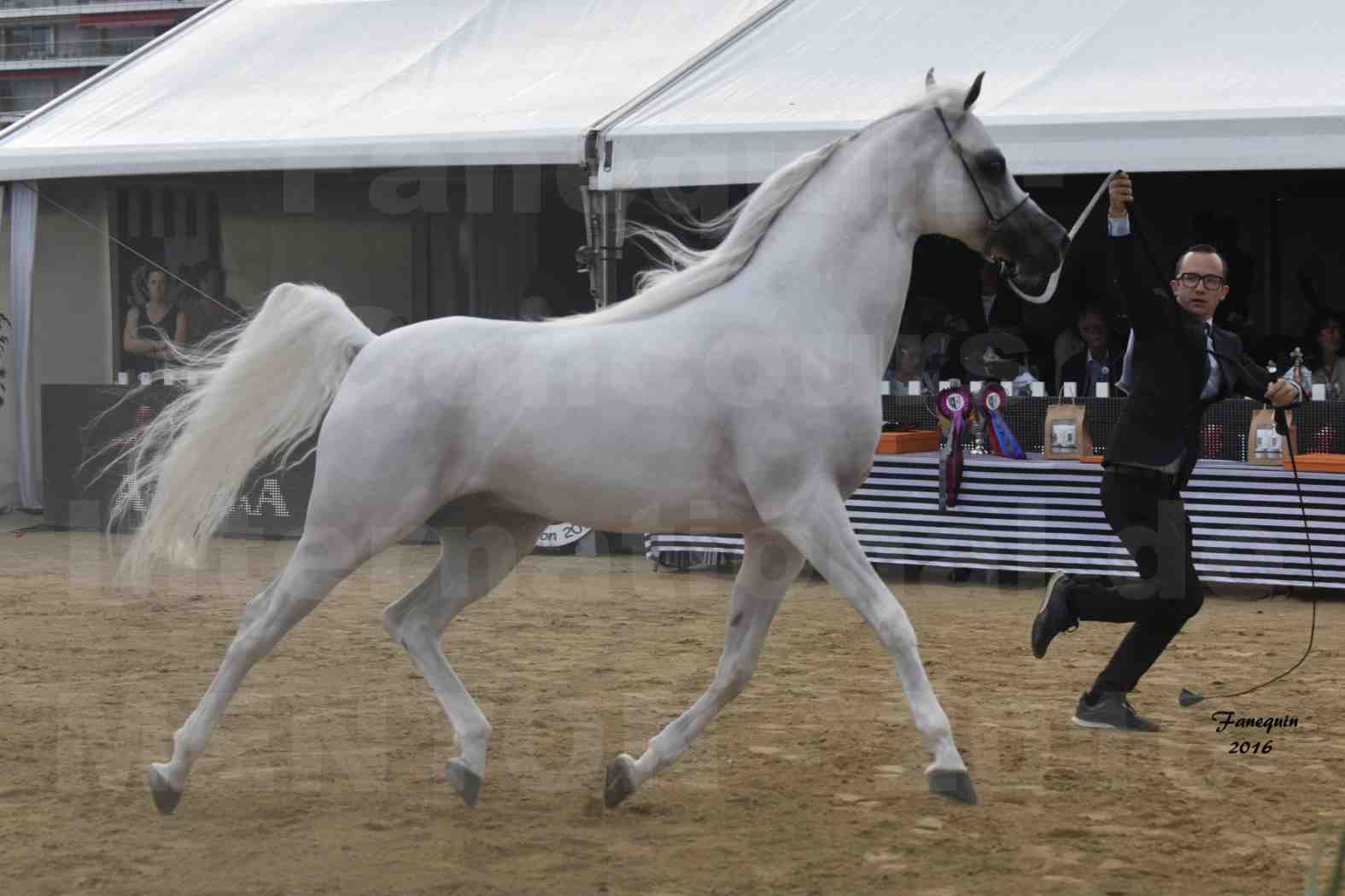 Show International de chevaux ARABES de MENTON 2016 - AJA ANGELO - 09