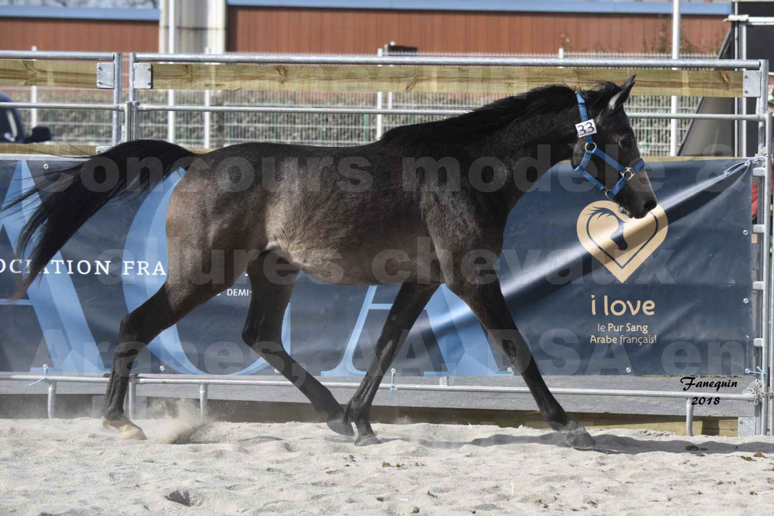 Concours d'élevage de Chevaux Arabes - D S A - A A - ALBI les 6 & 7 Avril 2018 - BAZTAN - Notre Sélection - 1