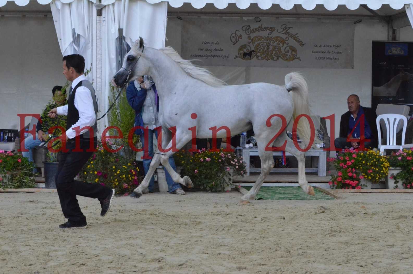 CHAMPIONNAT DE FRANCE 2014 A POMPADOUR - Sélection - FA STARLIGHT - 16