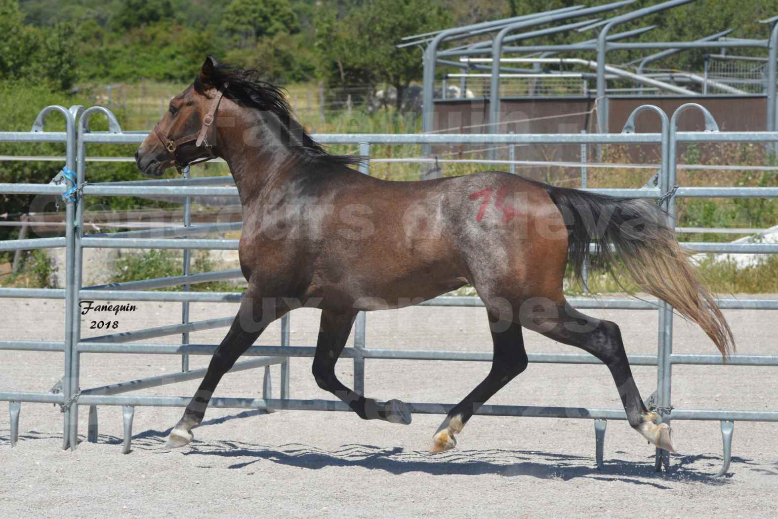 Concours d'Elevage de chevaux Arabes  le 27 juin 2018 à la BOISSIERE - DORKKAN DE FIGNOLS - 13