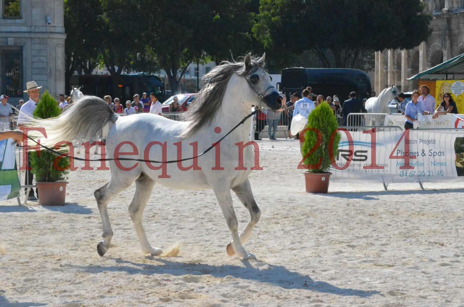 Concours National de Nîmes de chevaux ARABES 2014 - Championnat - SHAOLIN DE NEDJAIA - 36