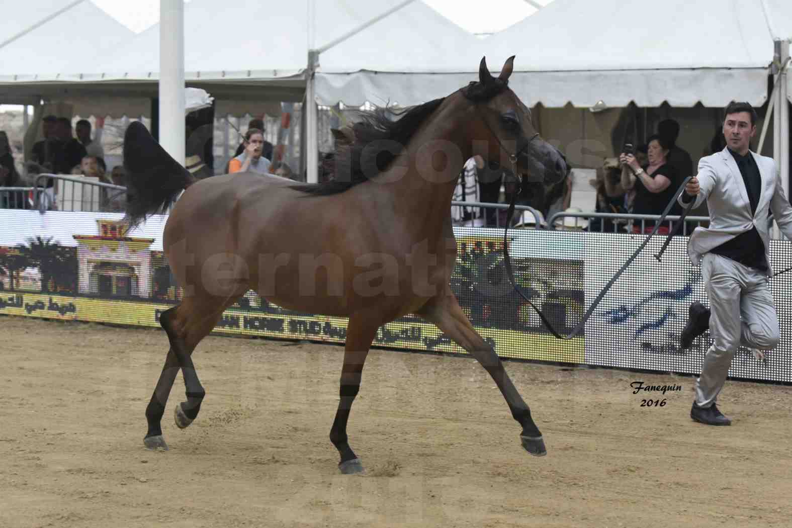 Championnat du pur-sang arabe de la Méditerranée et des pays arabes - MENTON 2016 - MAI AL JASSIMYA - Notre Sélection - 2