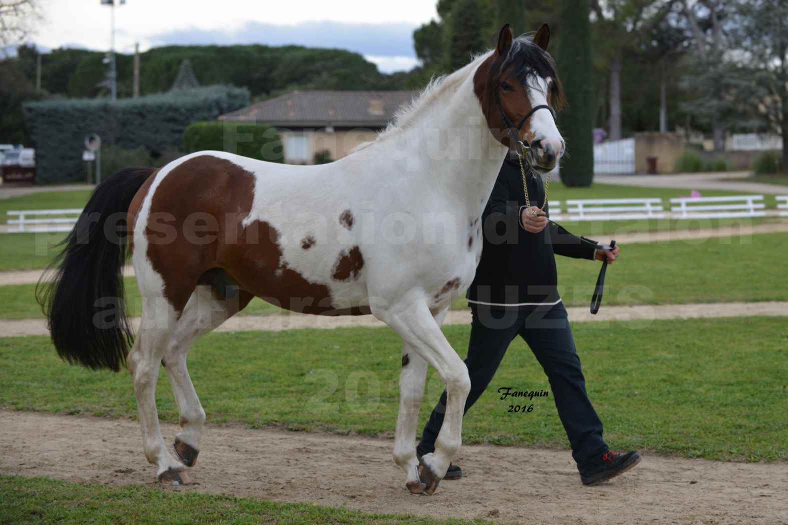 Présentation d’Étalons aux Haras d'UZES en 2016 - Présentation en longe - DOUBLE JEU DE CAUX - 2