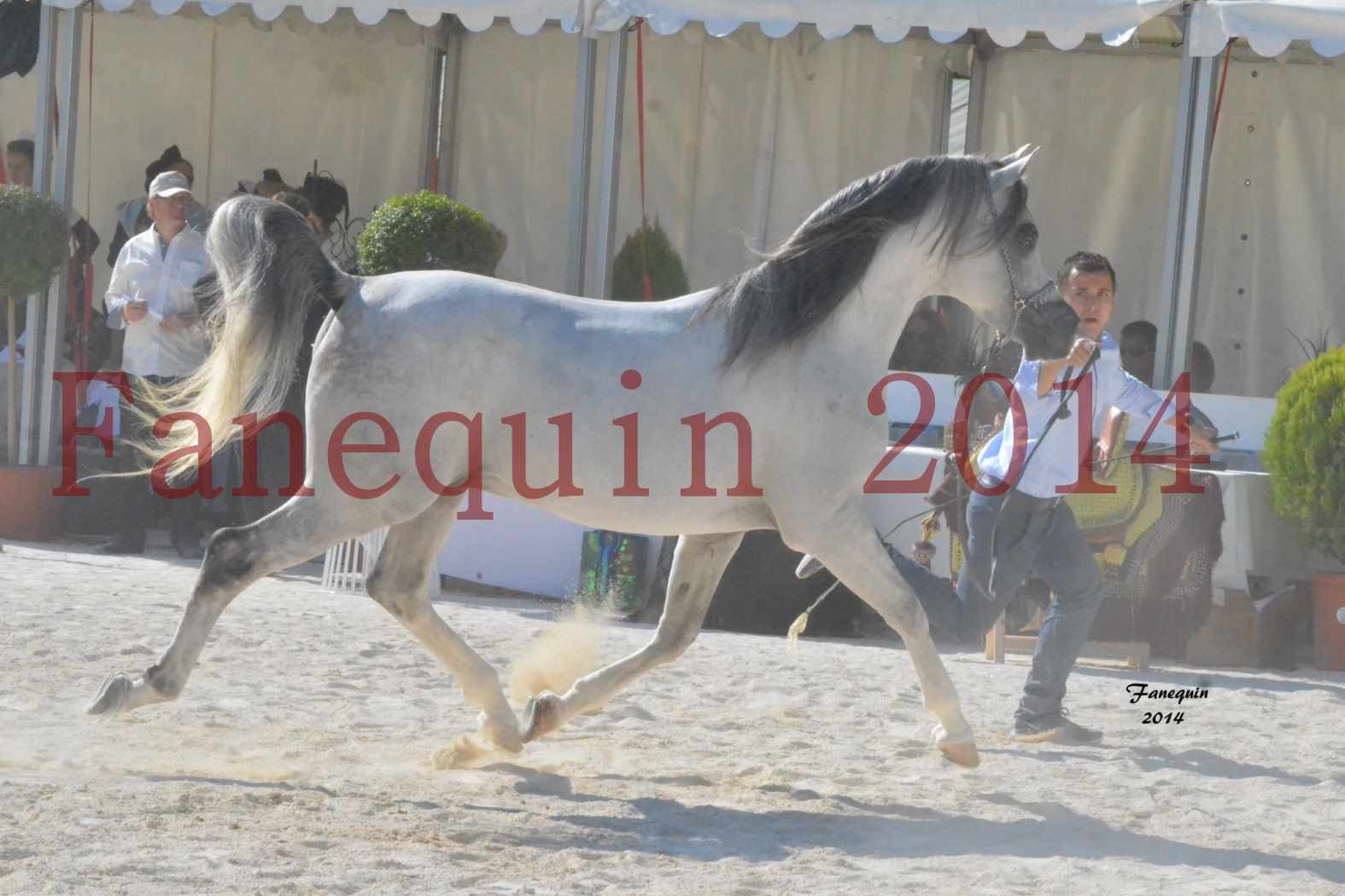 Concours National de Nîmes de chevaux ARABES 2014 - Notre Sélection - SHAOLIN DE NEDJAIA - 24