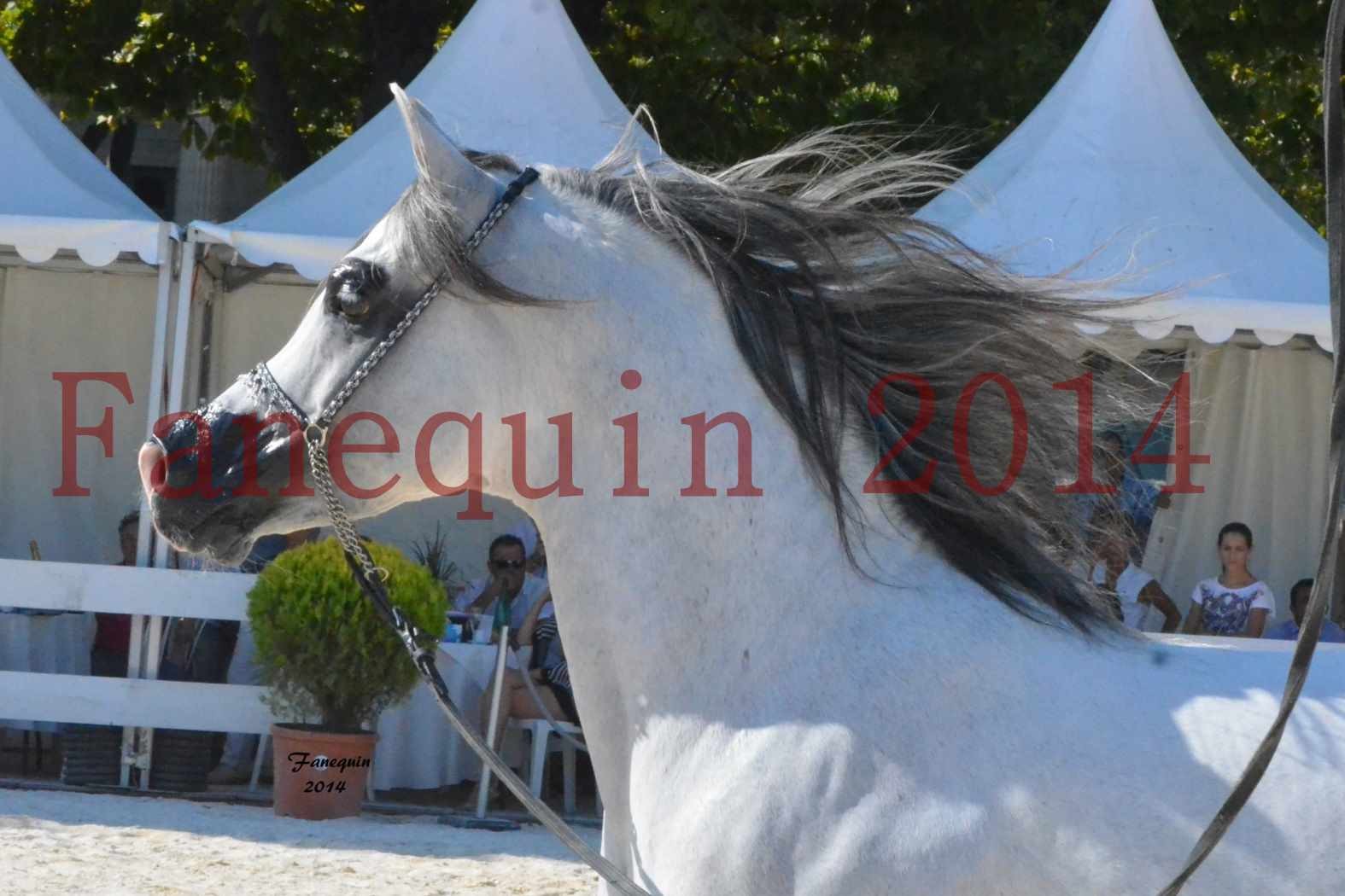 Concours National de Nîmes de chevaux ARABES 2014 - Notre Sélection - Portraits - SHAOLIN DE NEDJAIA - 17