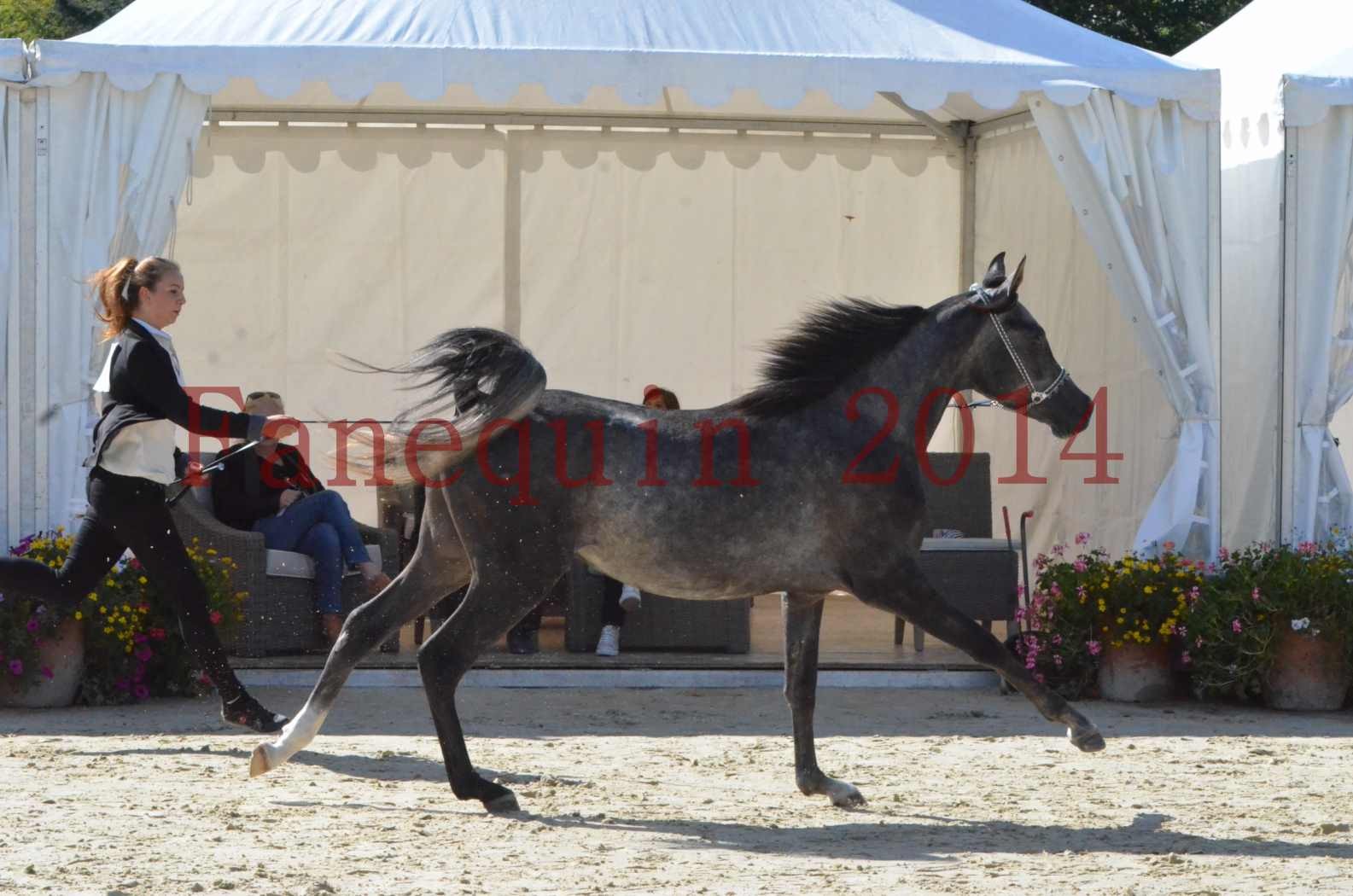 Championnat de FRANCE 2014 - Amateurs - CHTI KAID D'AUBIN - 22