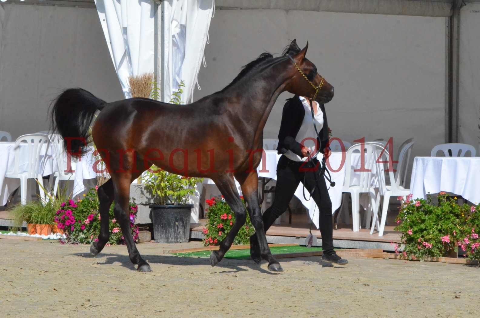 Championnat de FRANCE 2014 - Amateurs - JA KHALEB - 25