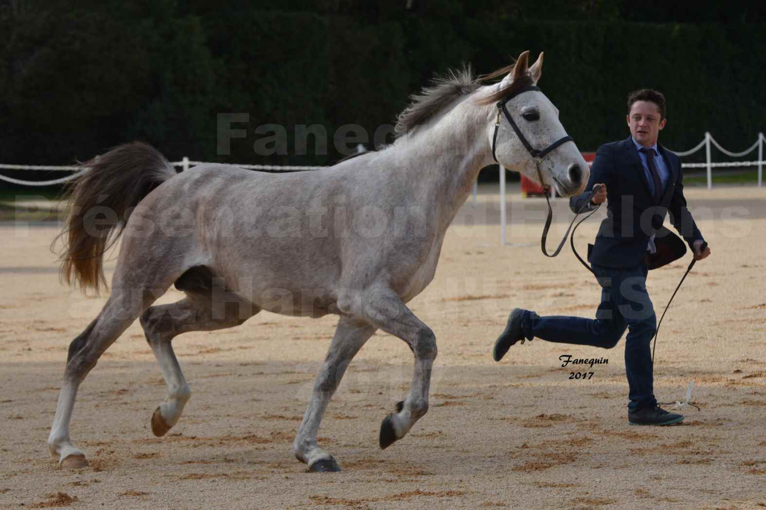 Présentation d’Étalons aux Haras d'UZES - Présentation en longe - URQUES EL RAZNA - 4