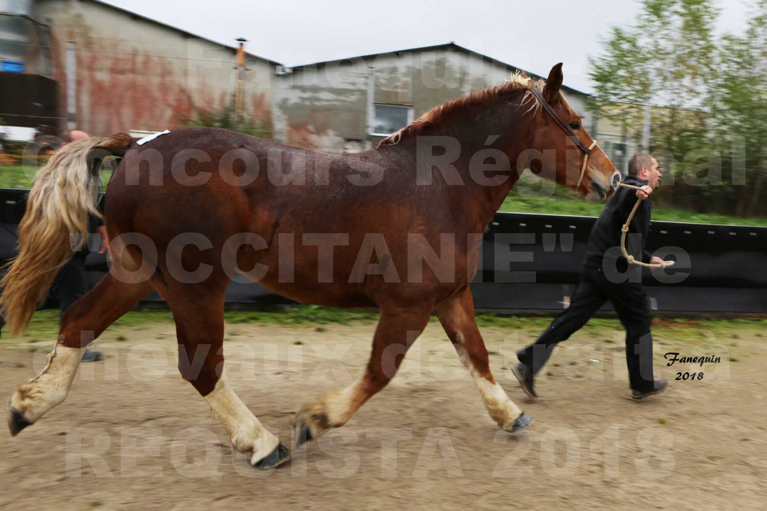 Concours Régional "OCCITANIE" de Chevaux de Traits à REQUISTA en 2018 - GENEREUSE DE LA NOE - 5