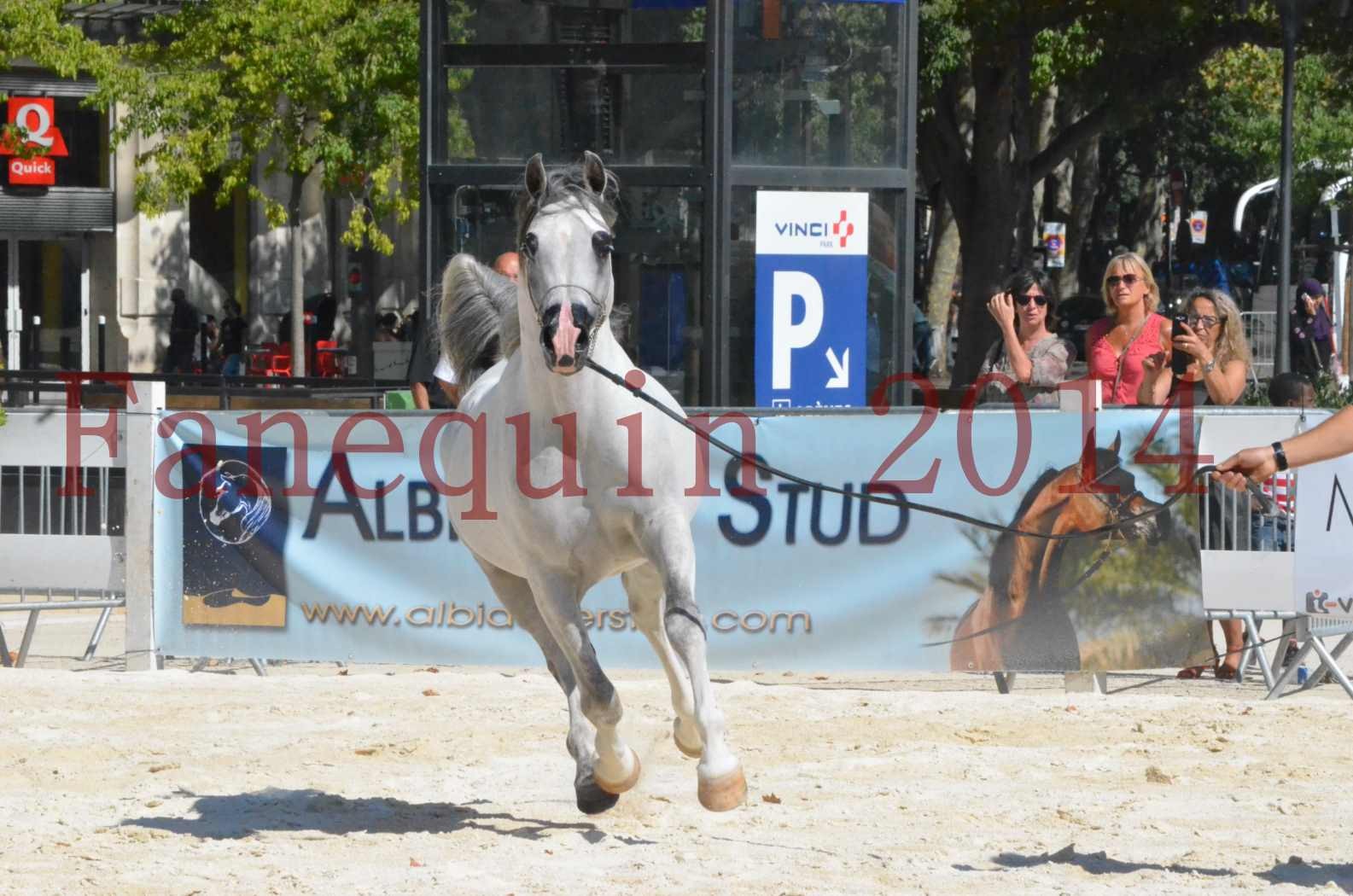 Concours National de Nîmes de chevaux ARABES 2014 - Sélection - SHAOLIN DE NEDJAIA - 46