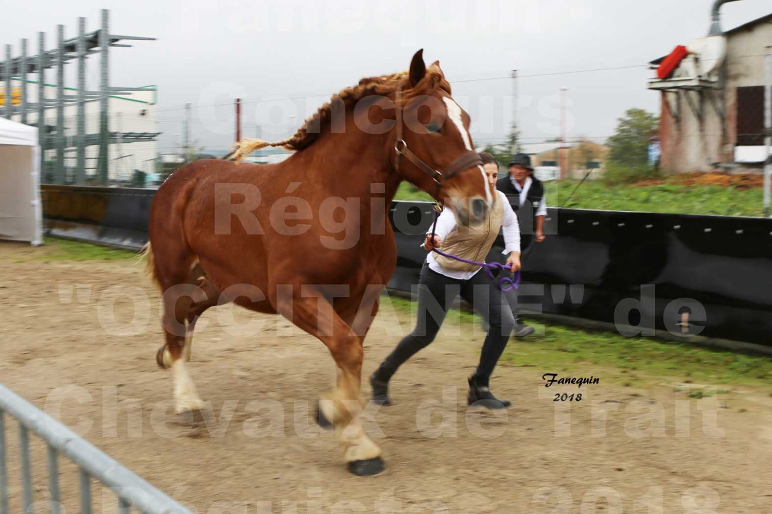 Concours Régional "OCCITANIE" de Chevaux de Traits à REQUISTA en 2018 - GLYCINE 5 - 4