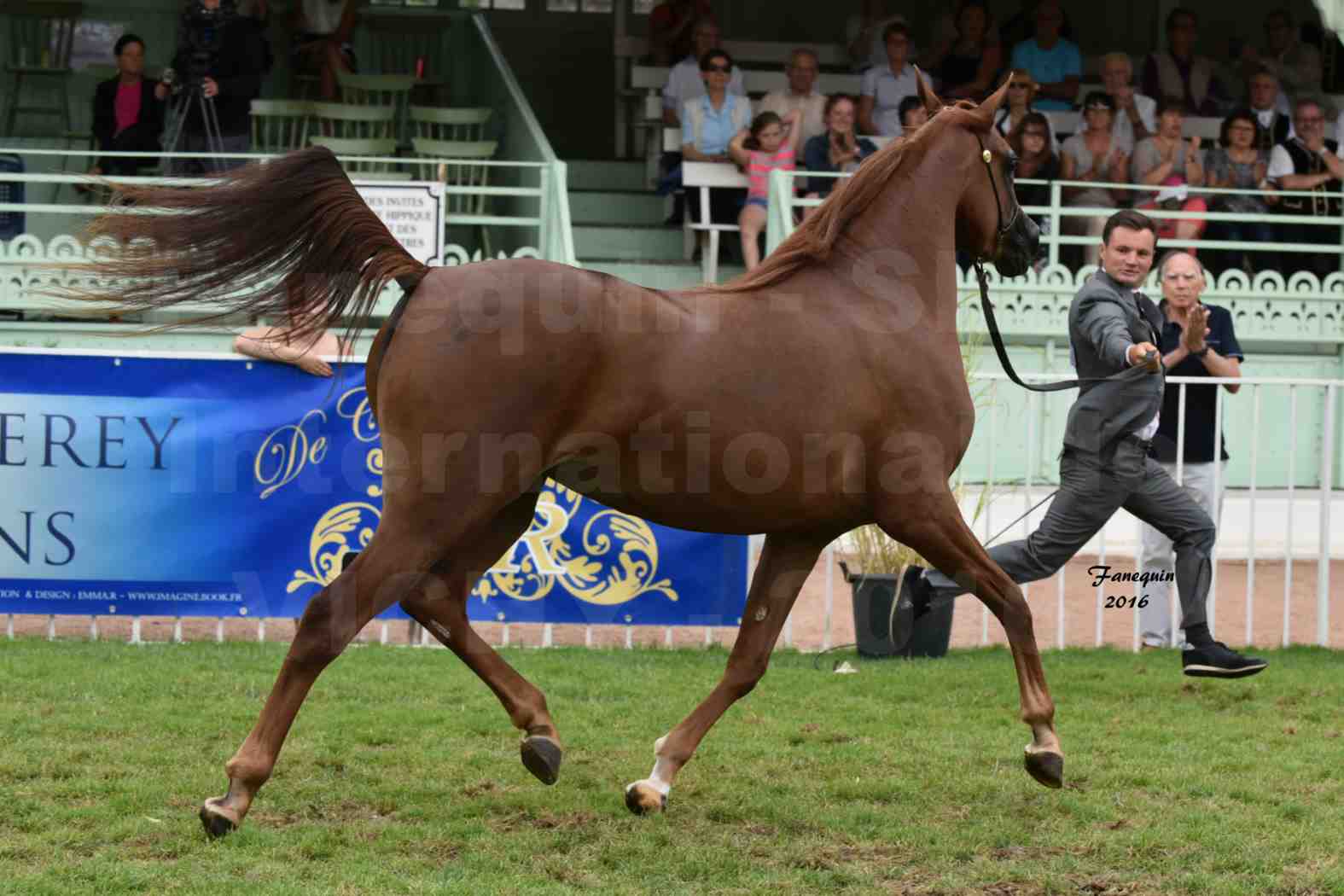 International Arabian Horse Show B de VICHY 2016 - PEARL DE DJOON - Notre Sélection - 10