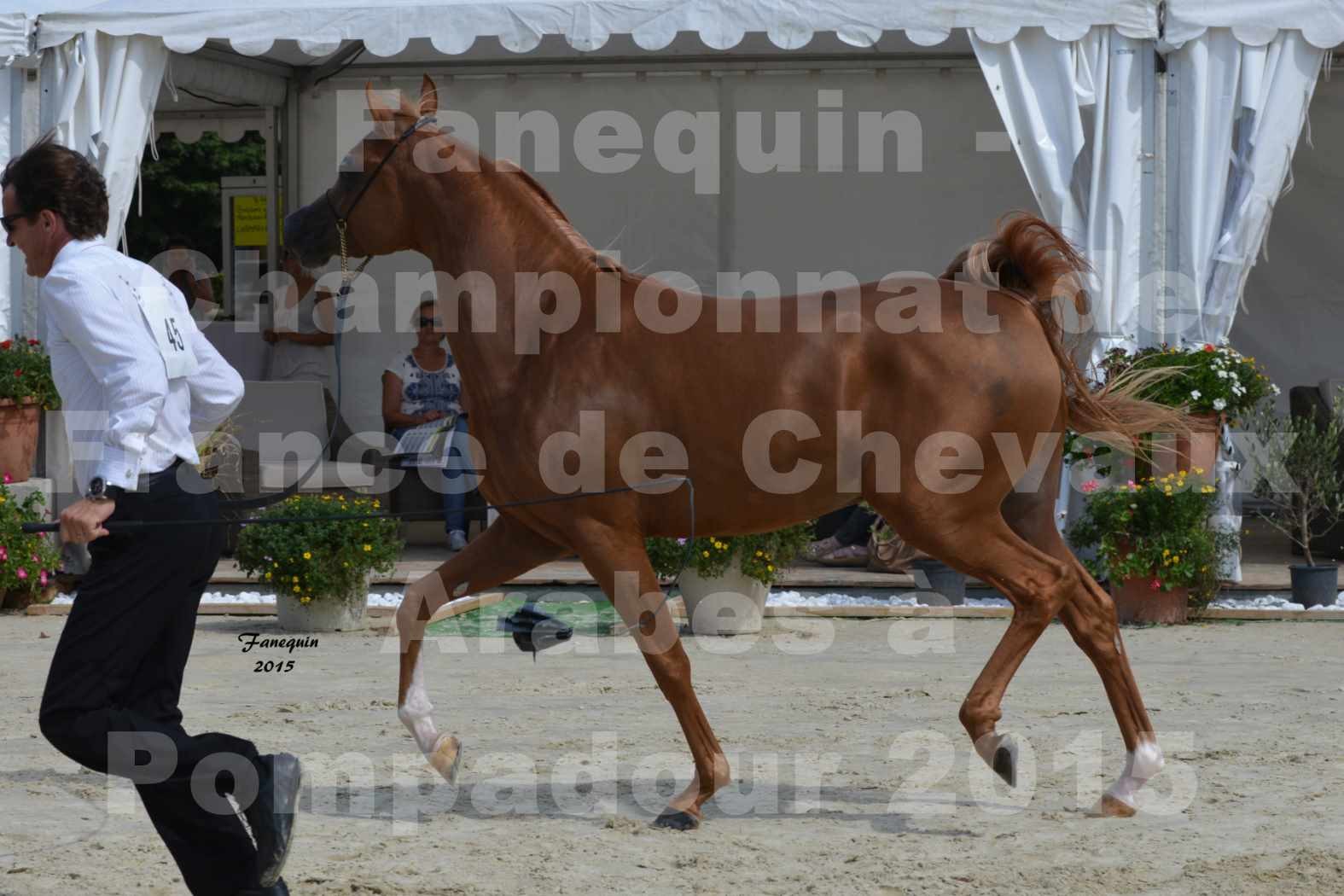 Championnat de FRANCE  de chevaux ARABES 2015 à POMPADOUR - AMJAD AL ADEYAT - 5