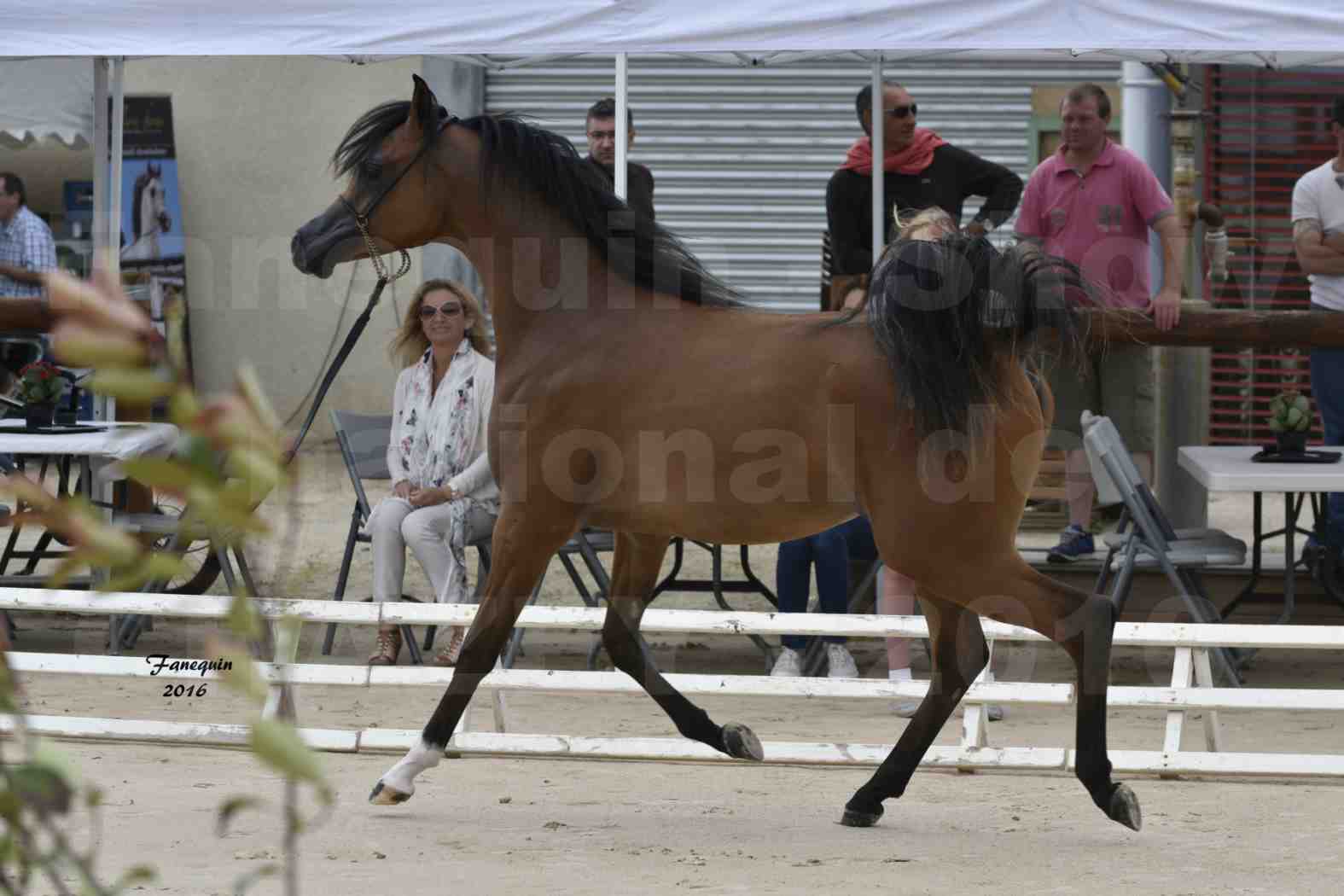 Show national de chevaux arabes de CHAZEY sur AIN - JAMEELAH AL ADEYAT - 2