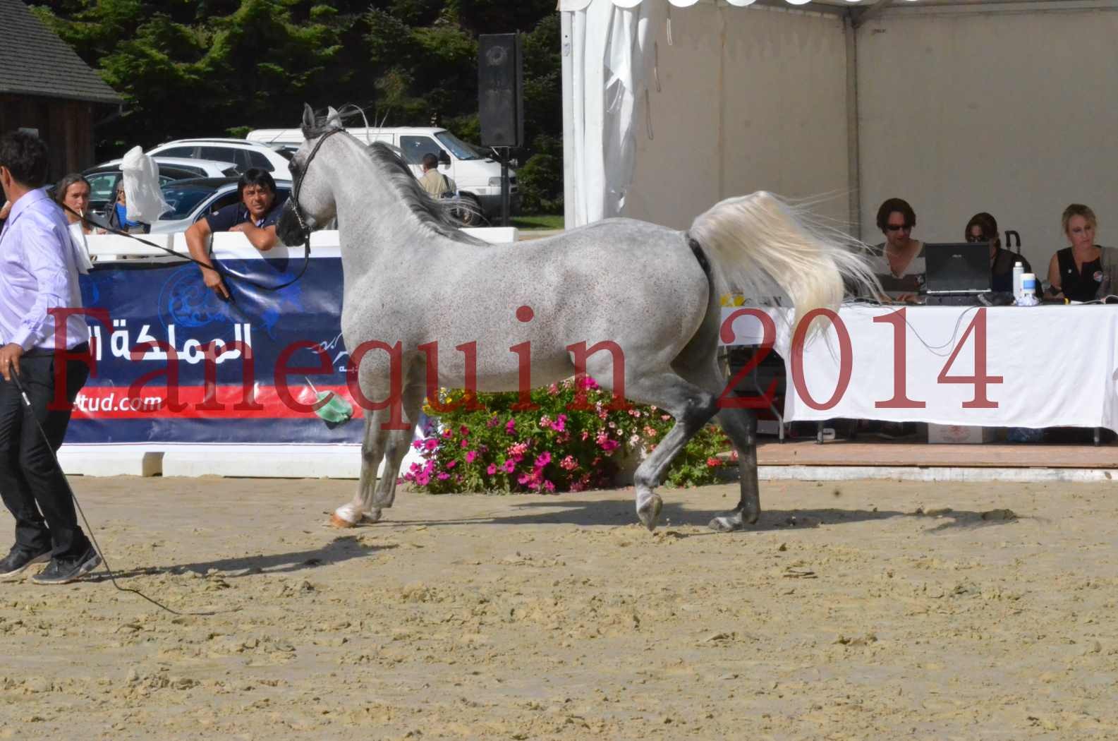 CHAMPIONNAT DE FRANCE  2014 A POMPADOUR - Sélection - SHEYK DE GARGASSAN - 11