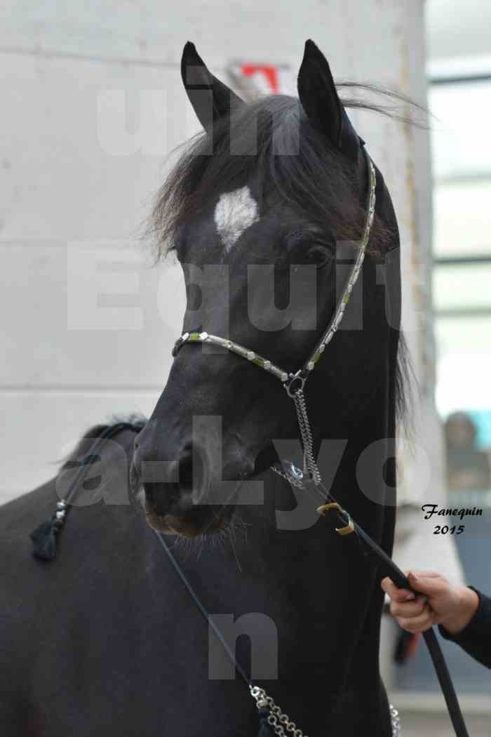Salon Equita Lyon  2015 - YEL'S BLACK MAGIC - Notre Sélection - Portraits - 2