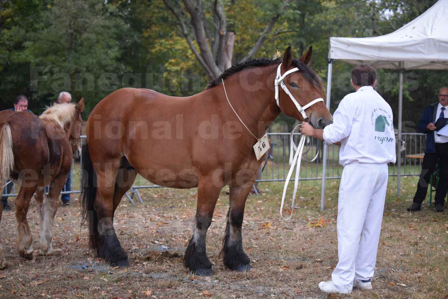 Concours Régional de chevaux de traits en 2017 - Jument & Poulain Trait COMTOIS - COMETE DE GRILLOLES - 07