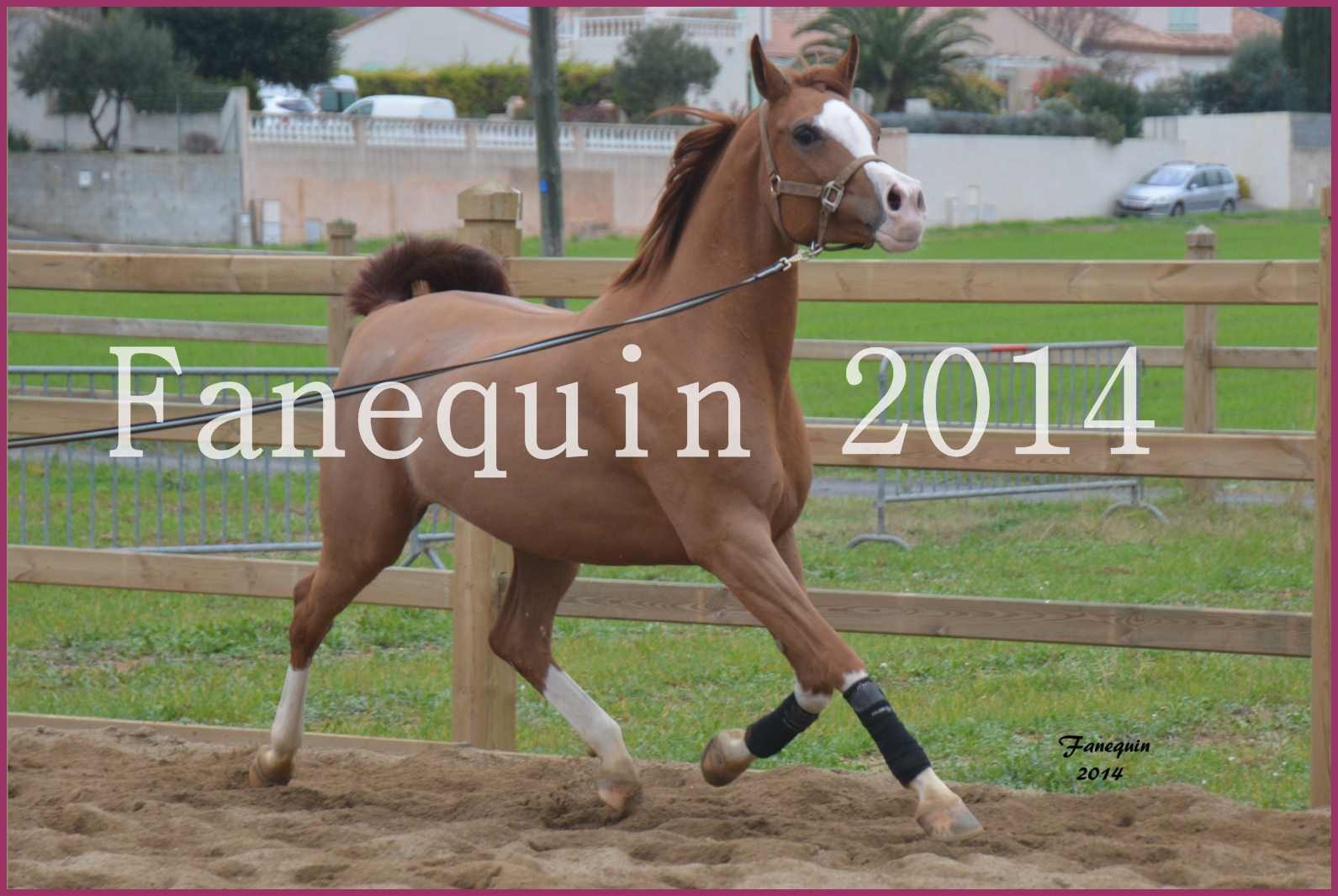 Domaine de LAMARRE - Elevage de Chevaux - Jument ARABE - SHARON travaillant en longe - 22