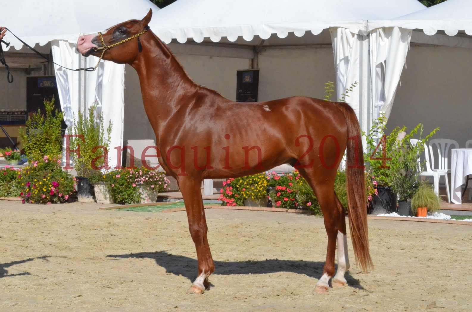 Championnat de FRANCE 2014 - Amateurs - SELECTO IBN SAMAWI - 079