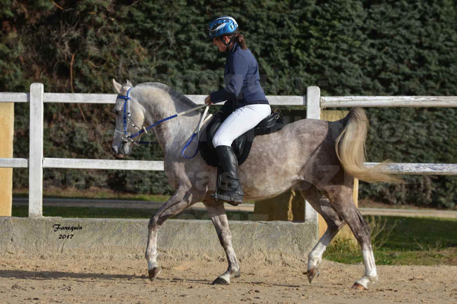 Présentation d’Étalons aux Haras d'UZES - Présentation monté - NAFSTALIK DE L'ARLYNE - 1