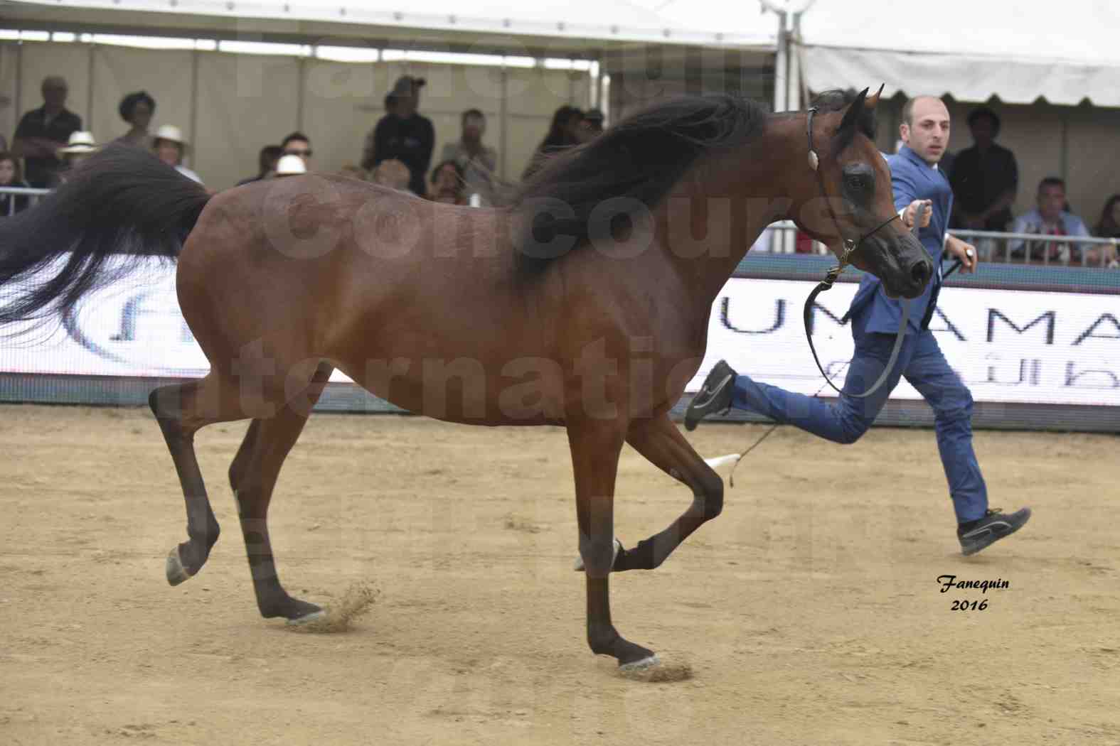 Championnat du pur-sang arabe de la Méditerranée et des pays arabes - MENTON 2016 - SULTANAT AL SHAQAB - Notre Sélection - 1