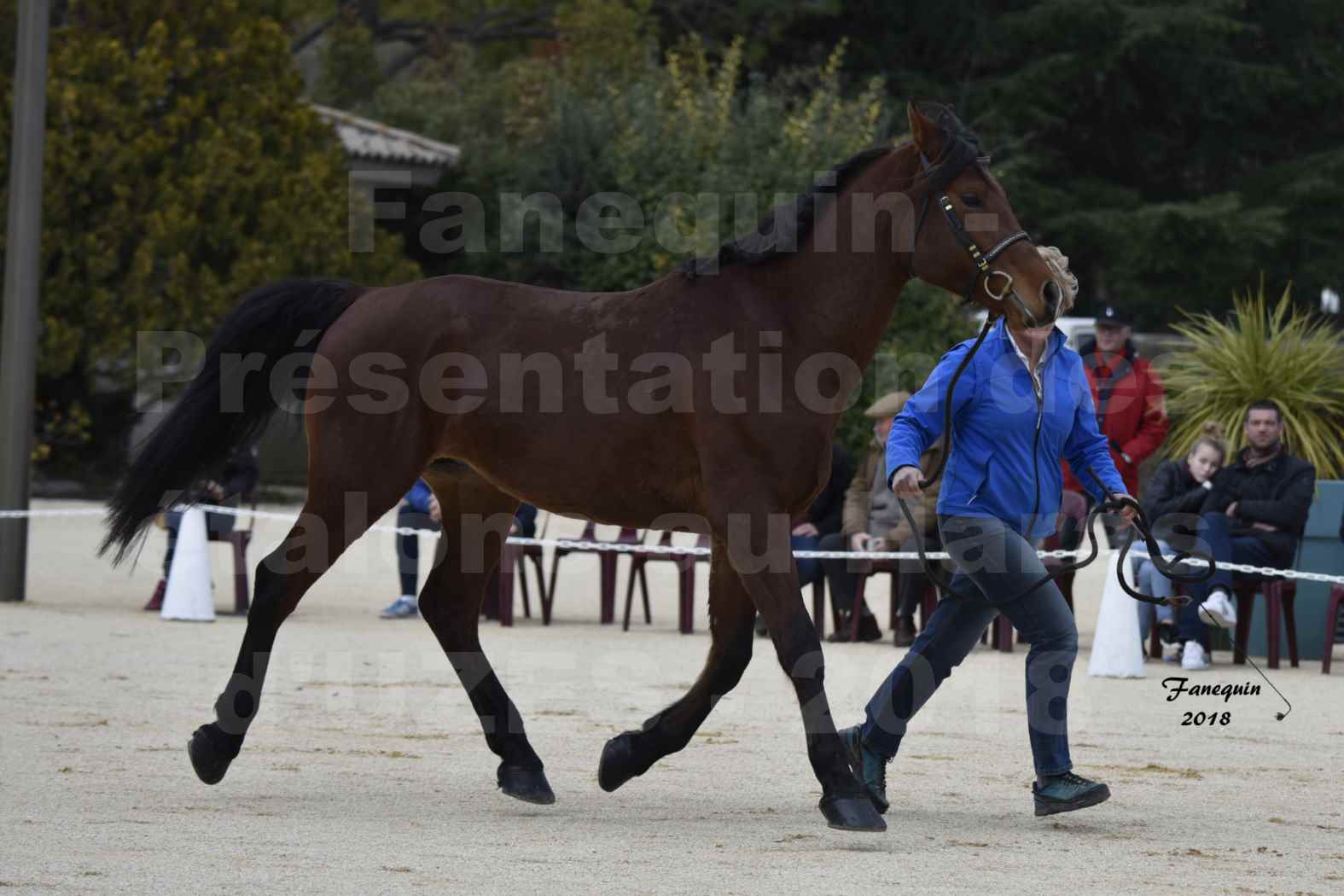 Présentation d’Étalon au Haras d'UZES 2018 - CHAMAN LEVA NEVE - Notre Sélection - en main - 4