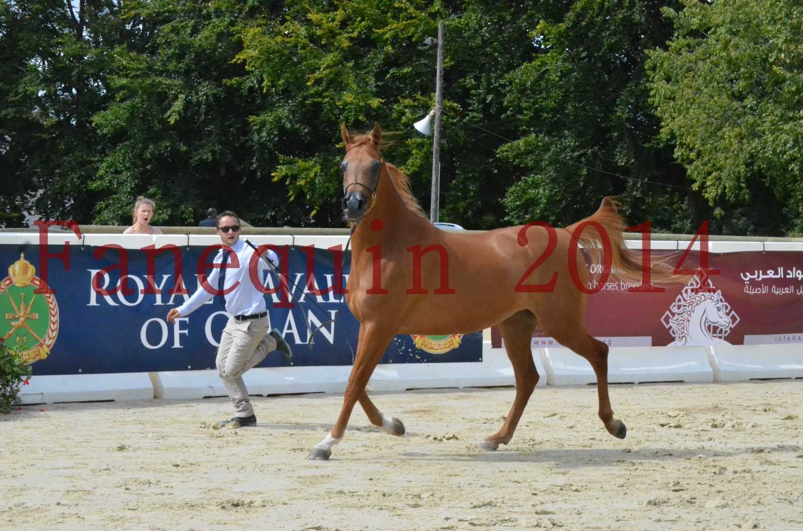 ﻿CHAMPIONNAT DE FRANCE 2014 A POMPADOUR - Championnat - LUTFINAH JA - 17