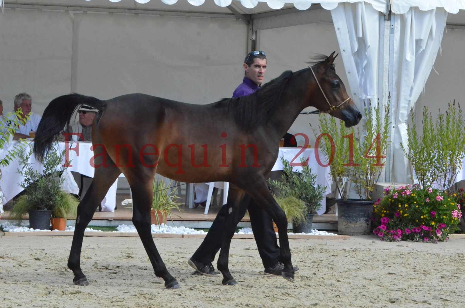 Championnat de FRANCE 2014 - Amateurs - SH FARAJAA - 11