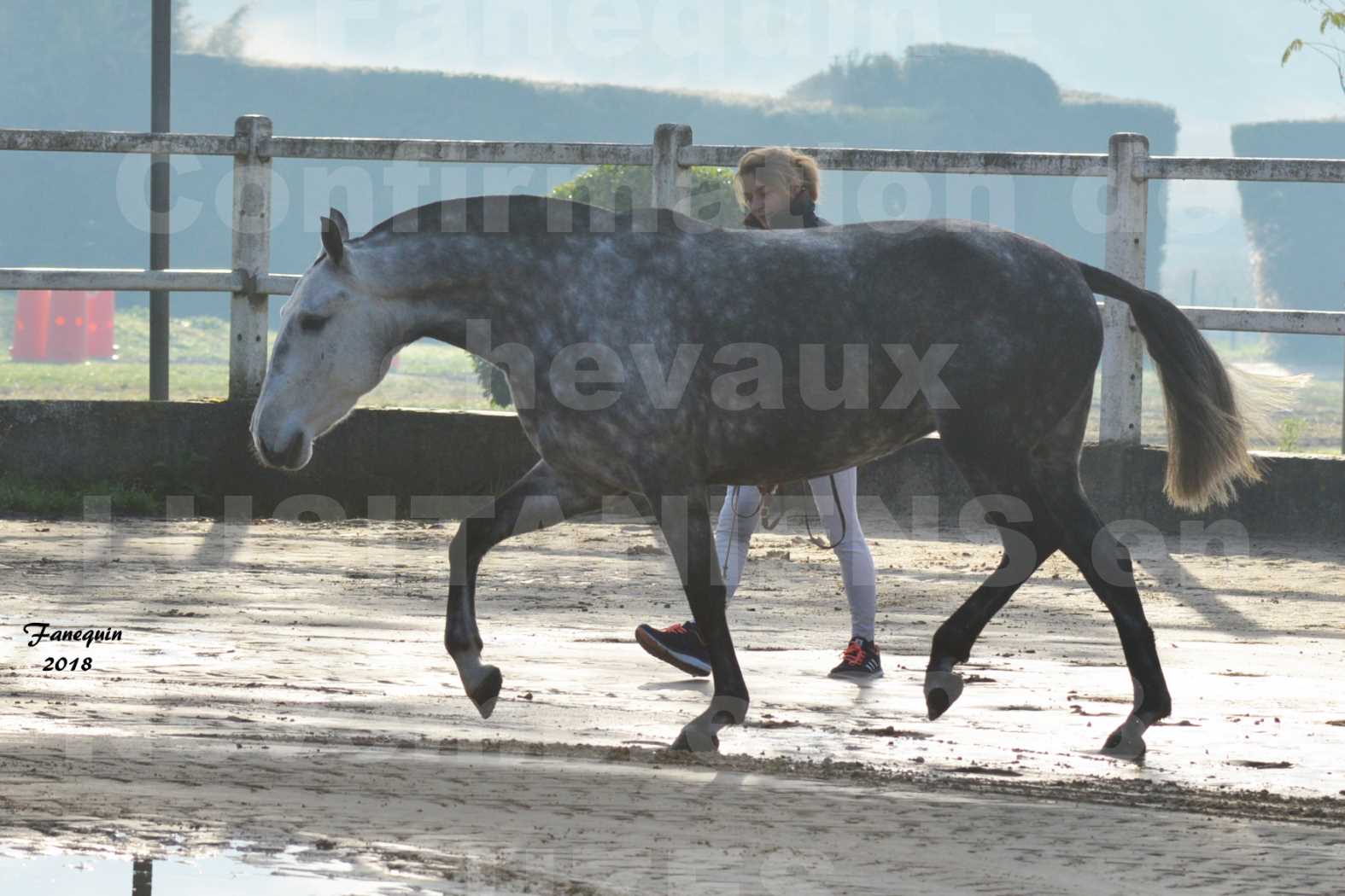 Confirmation de chevaux LUSITANIENS aux Haras d'UZES Novembre 2018 - JANIA SAINT SAUVEUR - 4
