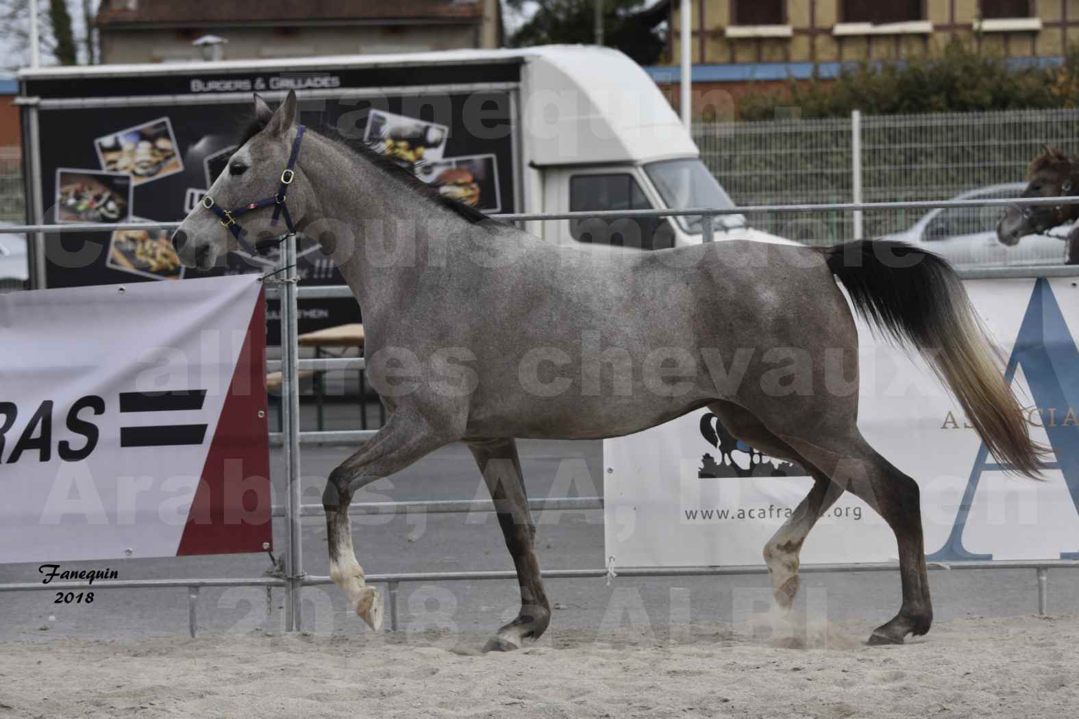 Concours d'élevage de Chevaux Arabes - D. S. A. - A. A. - ALBI les 6 & 7 Avril 2018 - FESIHAMKA ARTAGNAN - Notre Sélection - 2