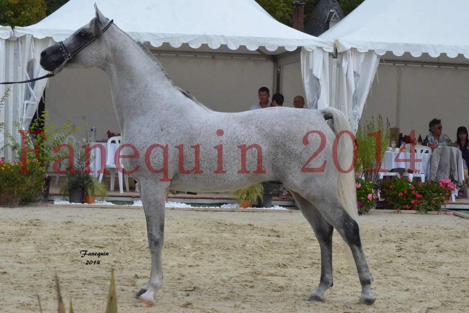 CHAMPIONNAT DE FRANCE  2014 A POMPADOUR - Notre Sélection - SHEYK DE GARGASSAN - 14