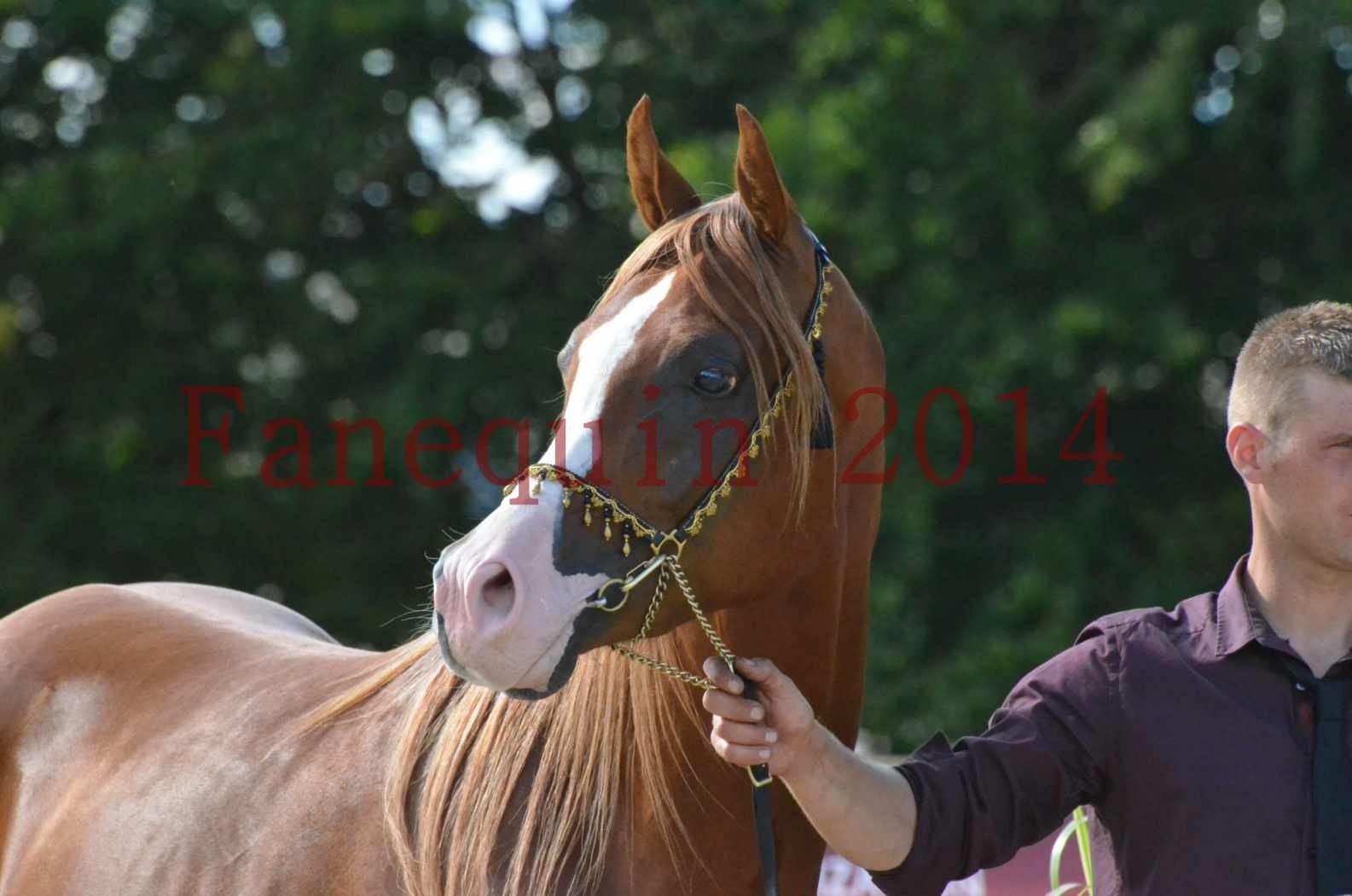 Championnat de FRANCE 2014 - Amateurs - SELECTO IBN SAMAWI - 111