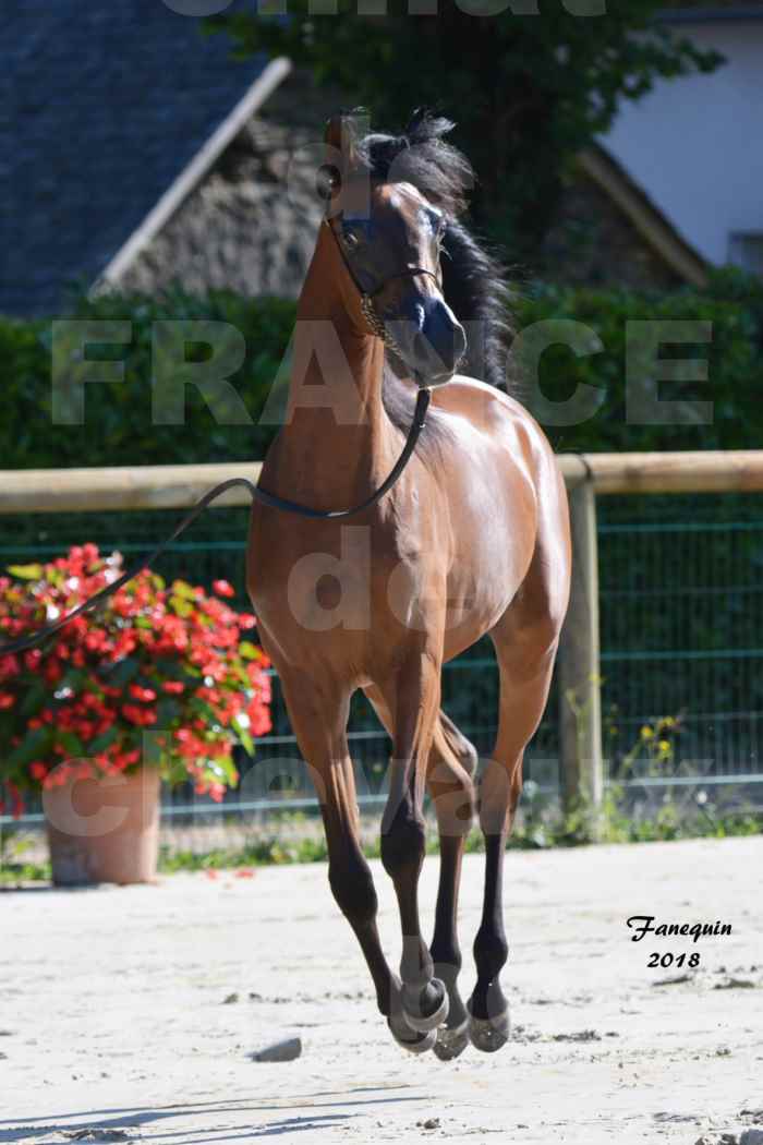 Championnat de FRANCE de chevaux Arabes à Pompadour en 2018 - BO AS ALEXANDRA - Notre Sélection - 36