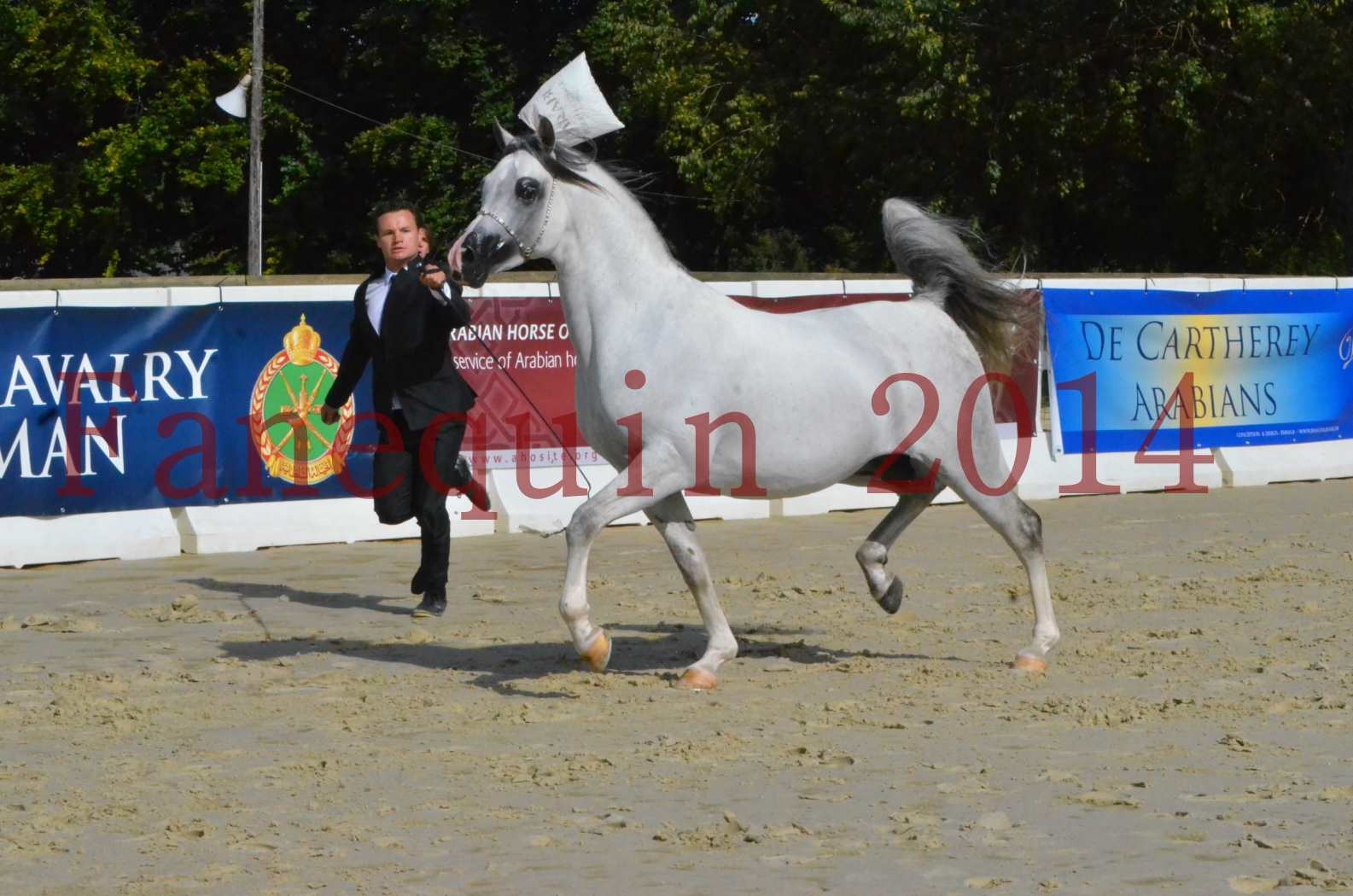 CHAMPIONNAT DE FRANCE  2014 A POMPADOUR - Sélection - SHAOLIN DE NEDJAIA - 19