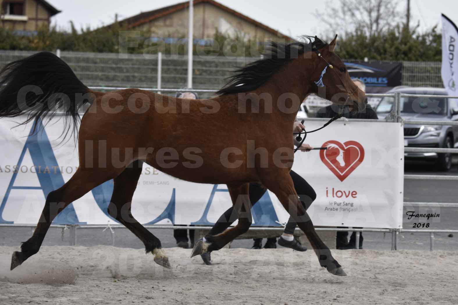 Concours d'élevage de Chevaux Arabes - Demi Sang Arabes - Anglo Arabes - ALBI les 6 & 7 Avril 2018 - ELEGANTE PICAREL - Notre Sélection - 3