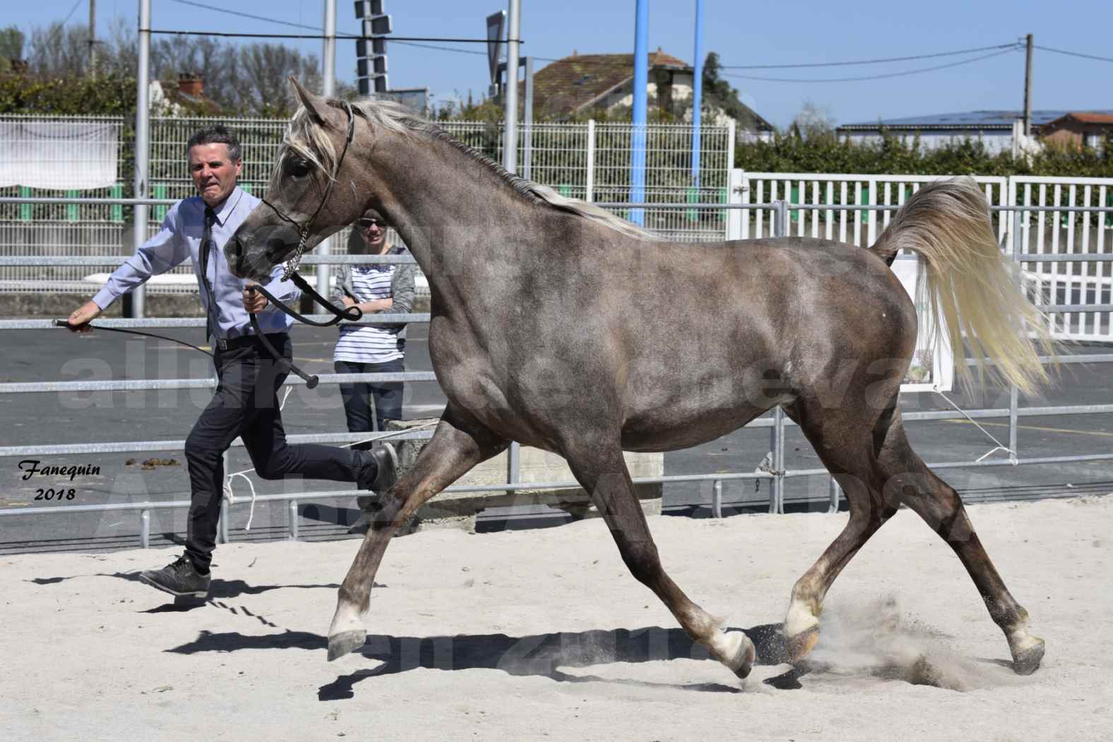 Concours d'élevage de Chevaux Arabes - Demi Sang Arabes - Anglo Arabes - ALBI les 6 & 7 Avril 2018 - DAENERYS DE LAFON - Notre Sélection - 01